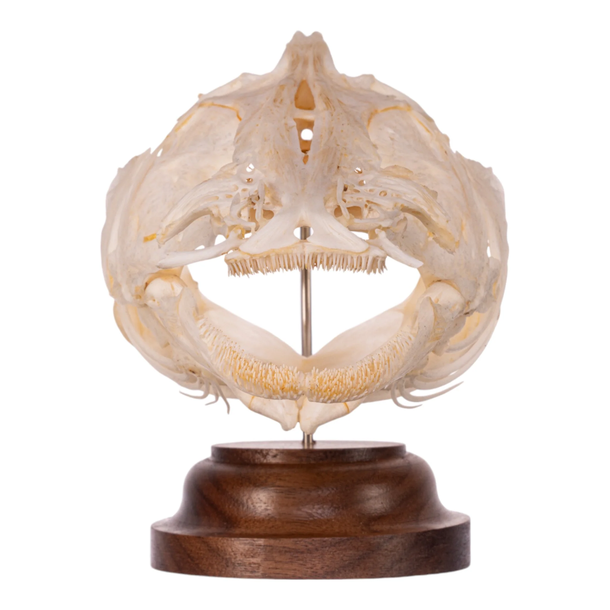 Real Catfish Skull on Stand - Image 3