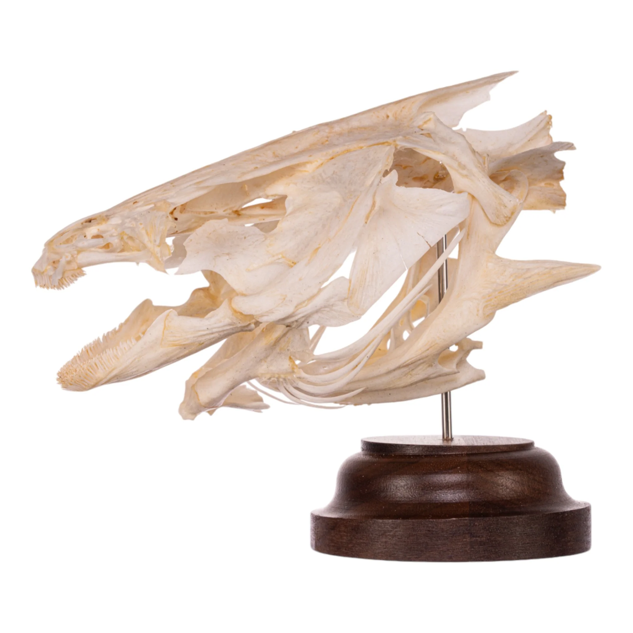 Real Catfish Skull on Stand - Image 4