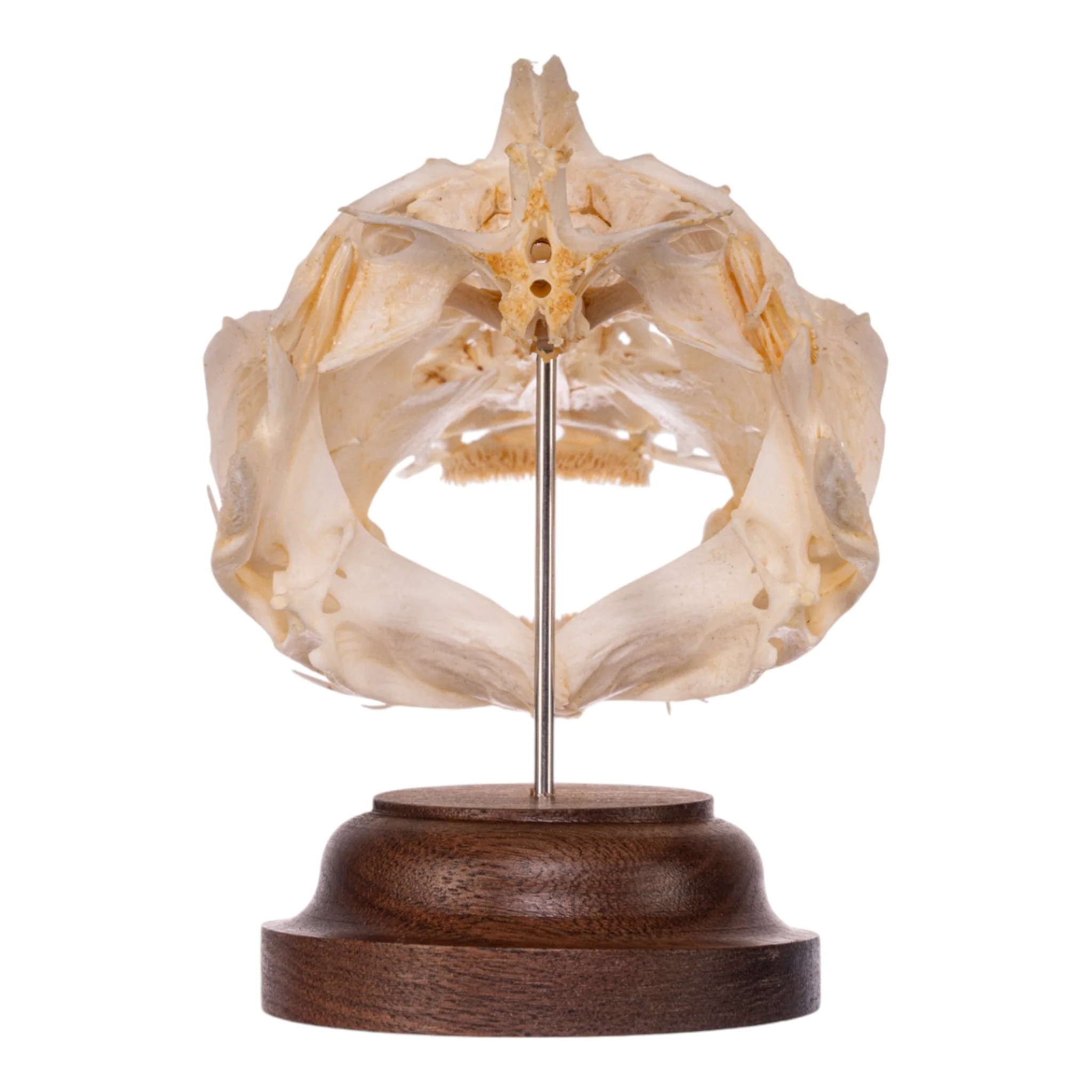 Real Catfish Skull on Stand - Image 5