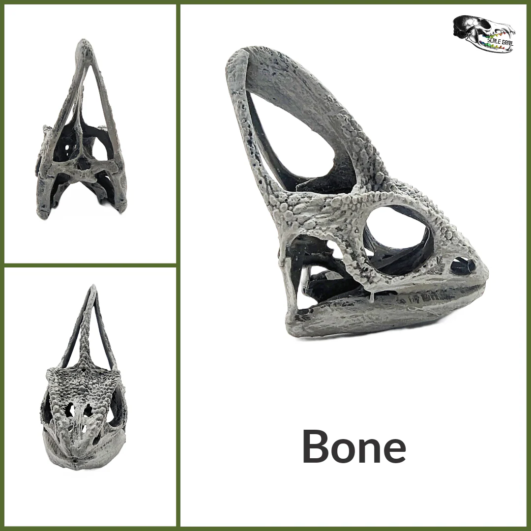 Chameleon Skull Replica - 1:1 Scale - Image 2
