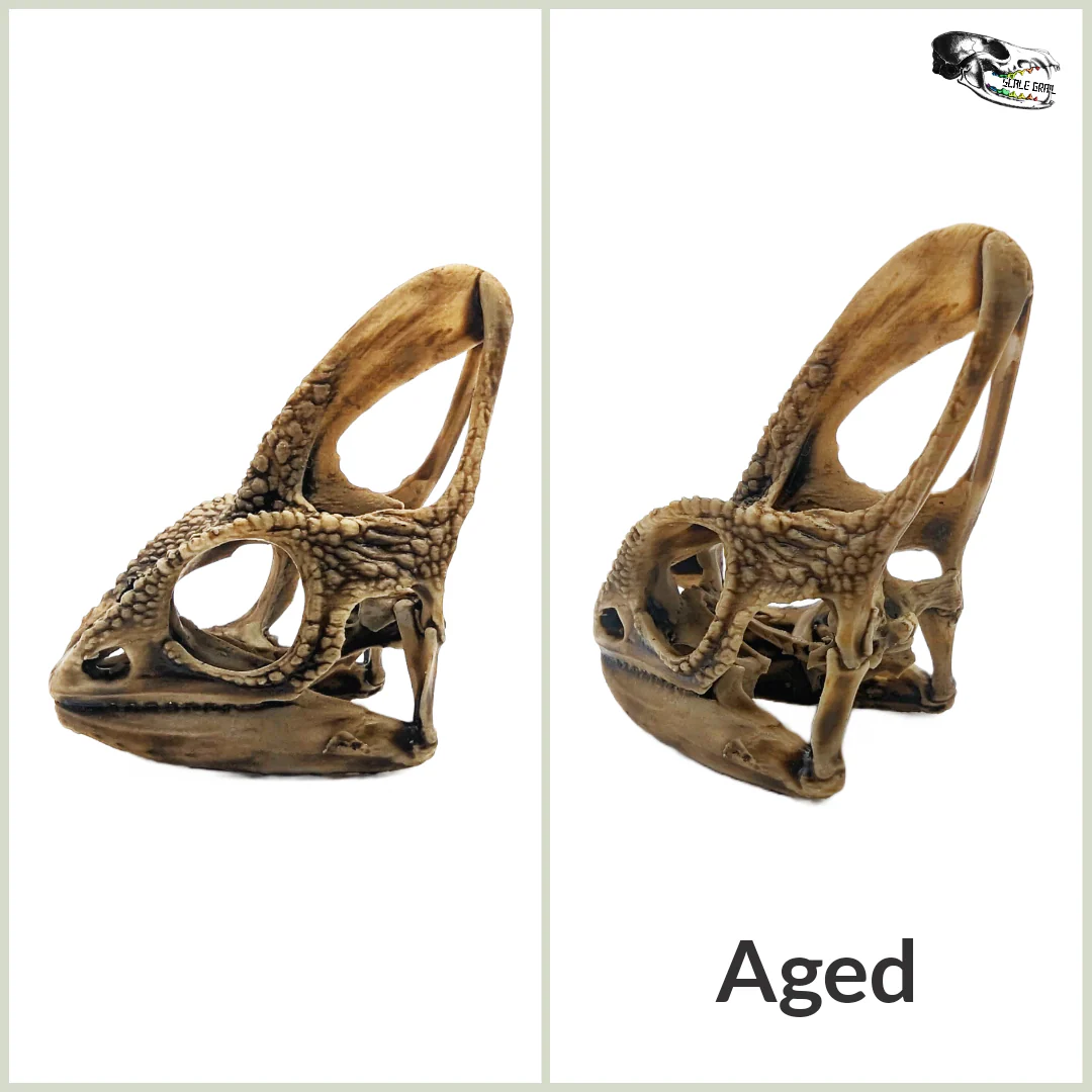 Chameleon Skull Replica - 1:1 Scale - Image 3