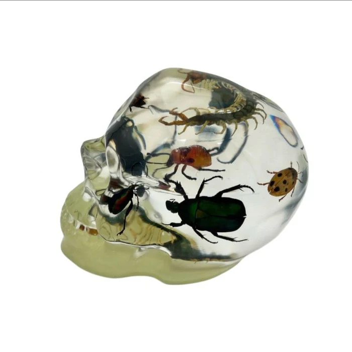 Real Assorted Insects in Clear Acrylic Skull - Image 3