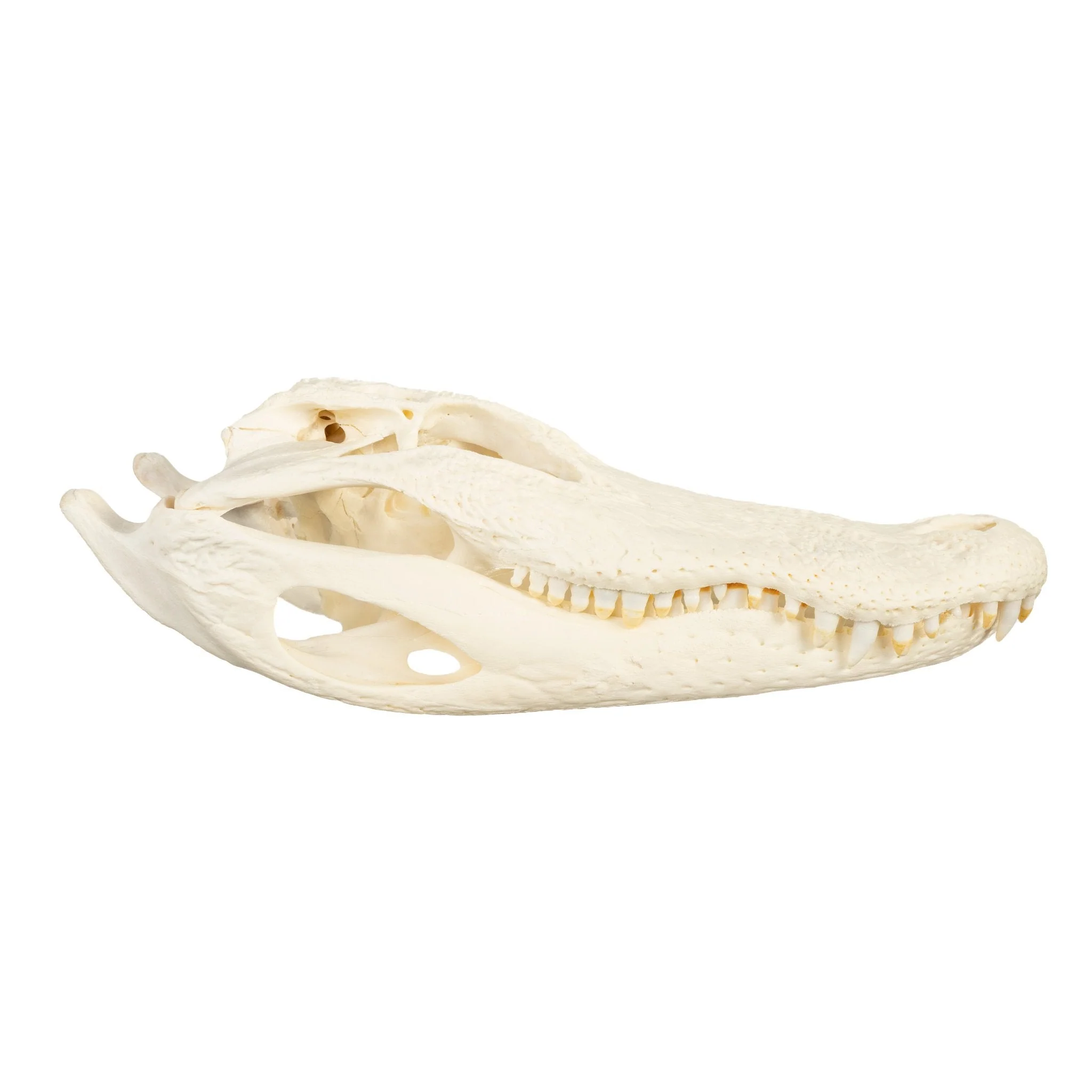 Real American Alligator Skull (Over 12 in.) - Image 2