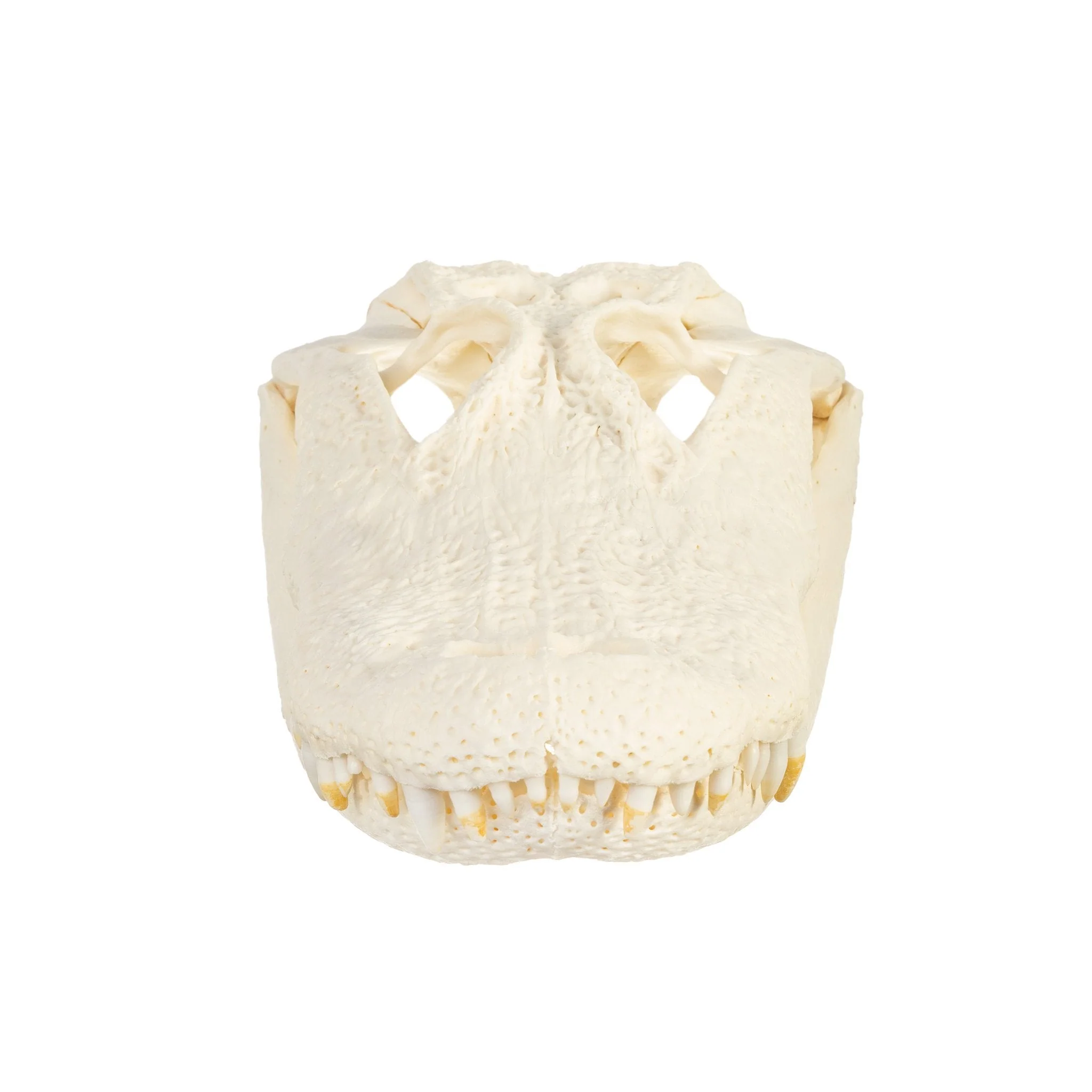 Real American Alligator Skull (Over 12 in.) - Image 3