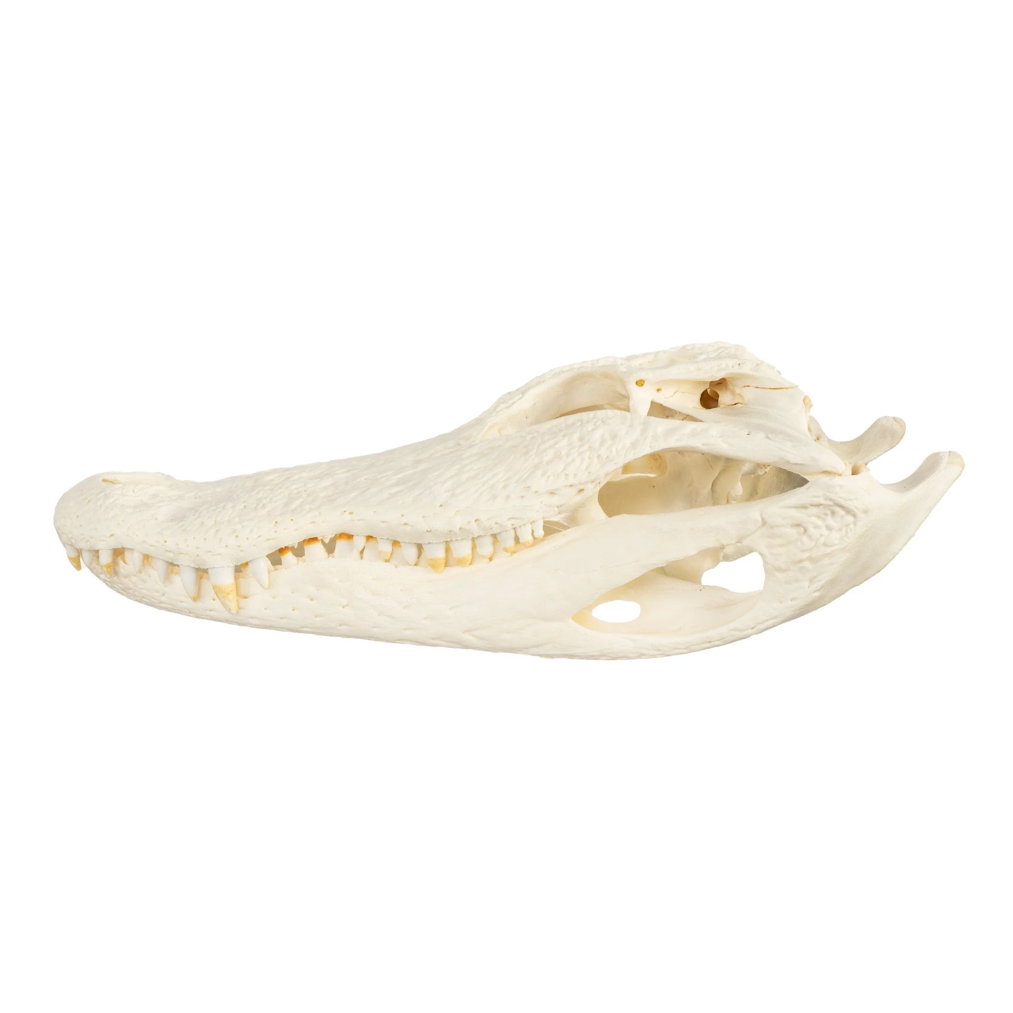Real American Alligator Skull (Over 12 in.) - Image 4