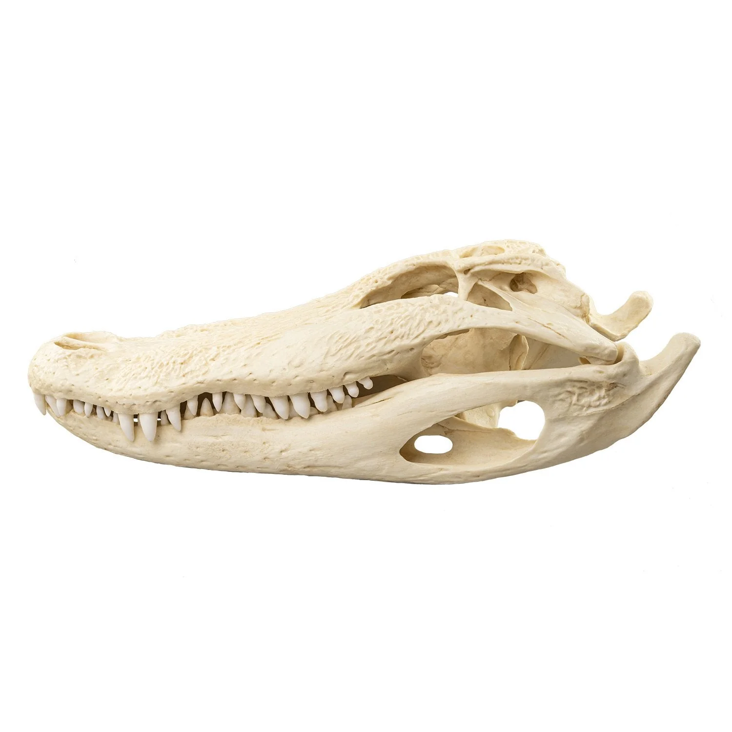 Replica American Alligator Skull (20 in.) - Image 4