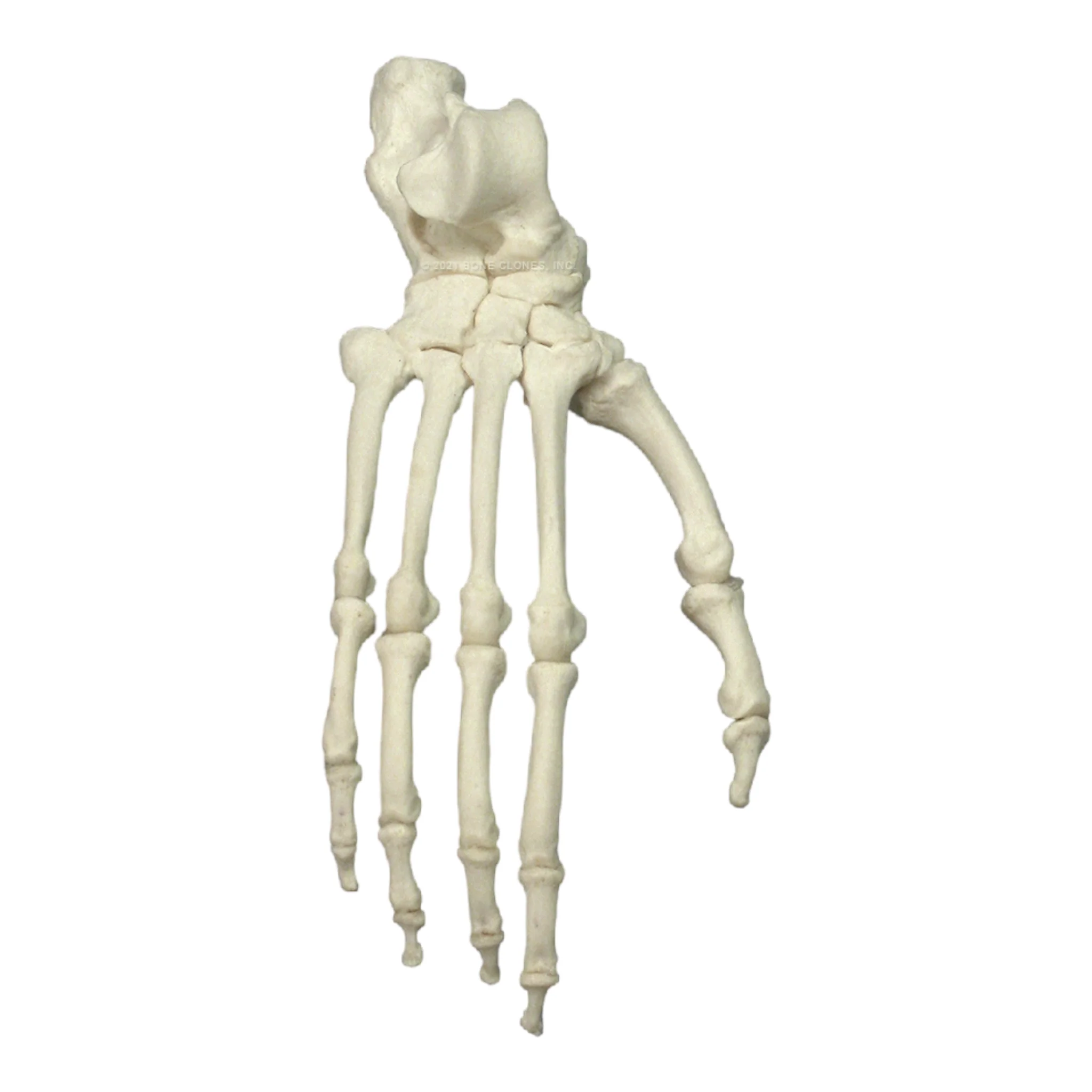 Replica Bonobo Foot - Image 2