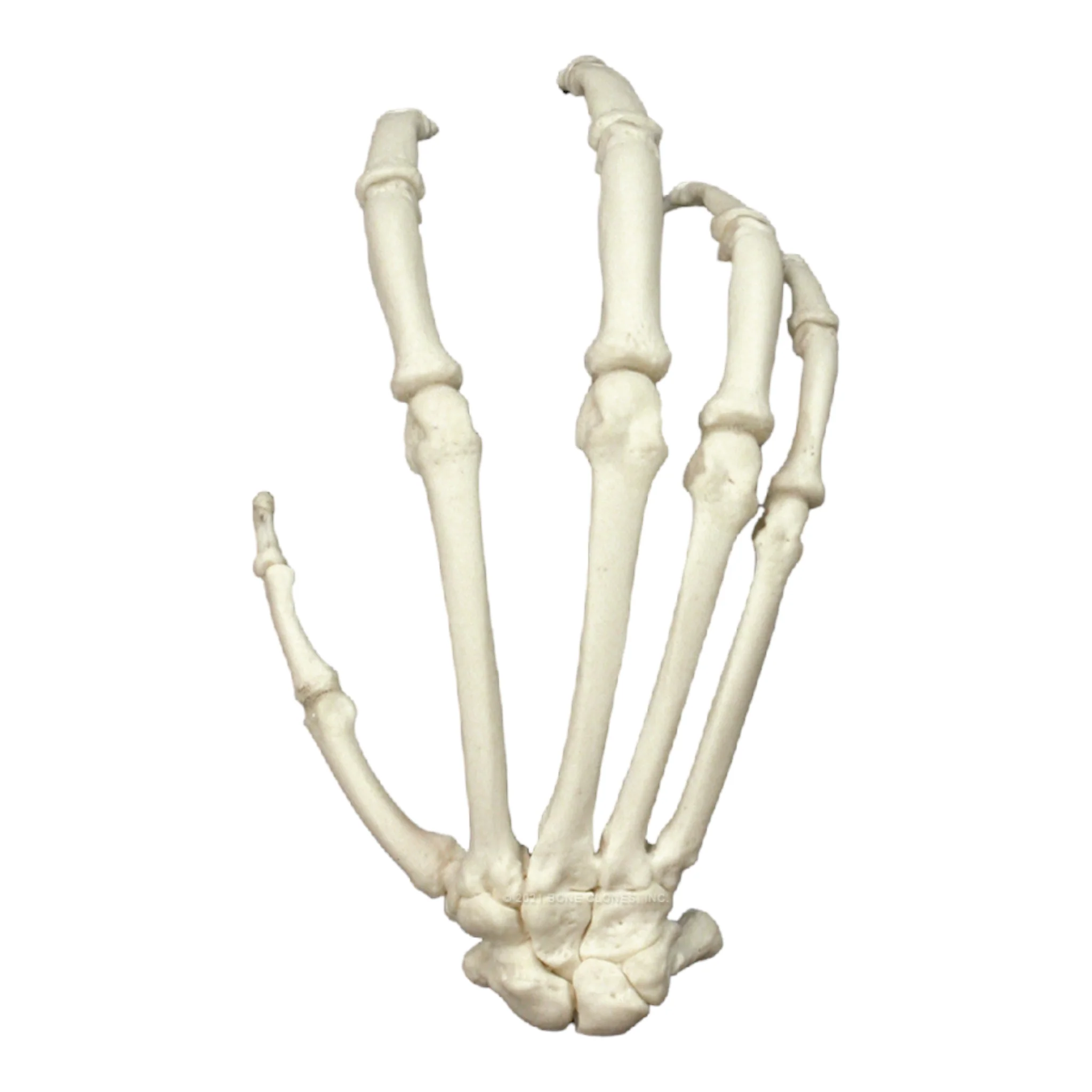 Replica Bonobo Hand - Image 2