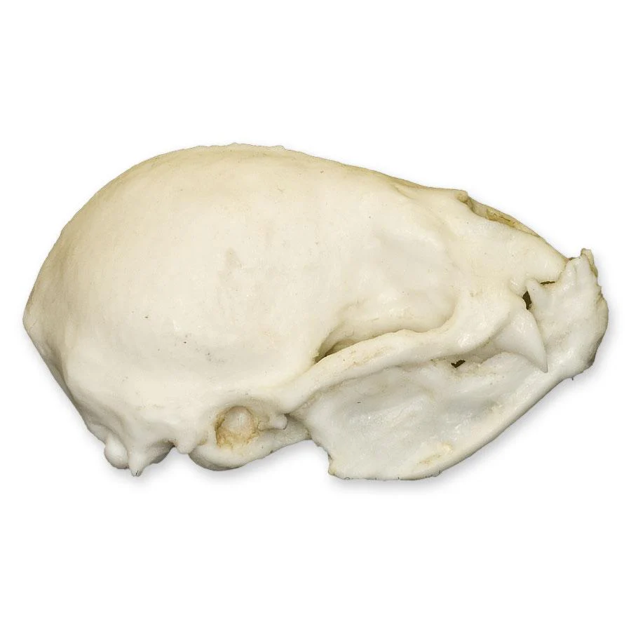 Replica Vampire Bat Skull - Image 2