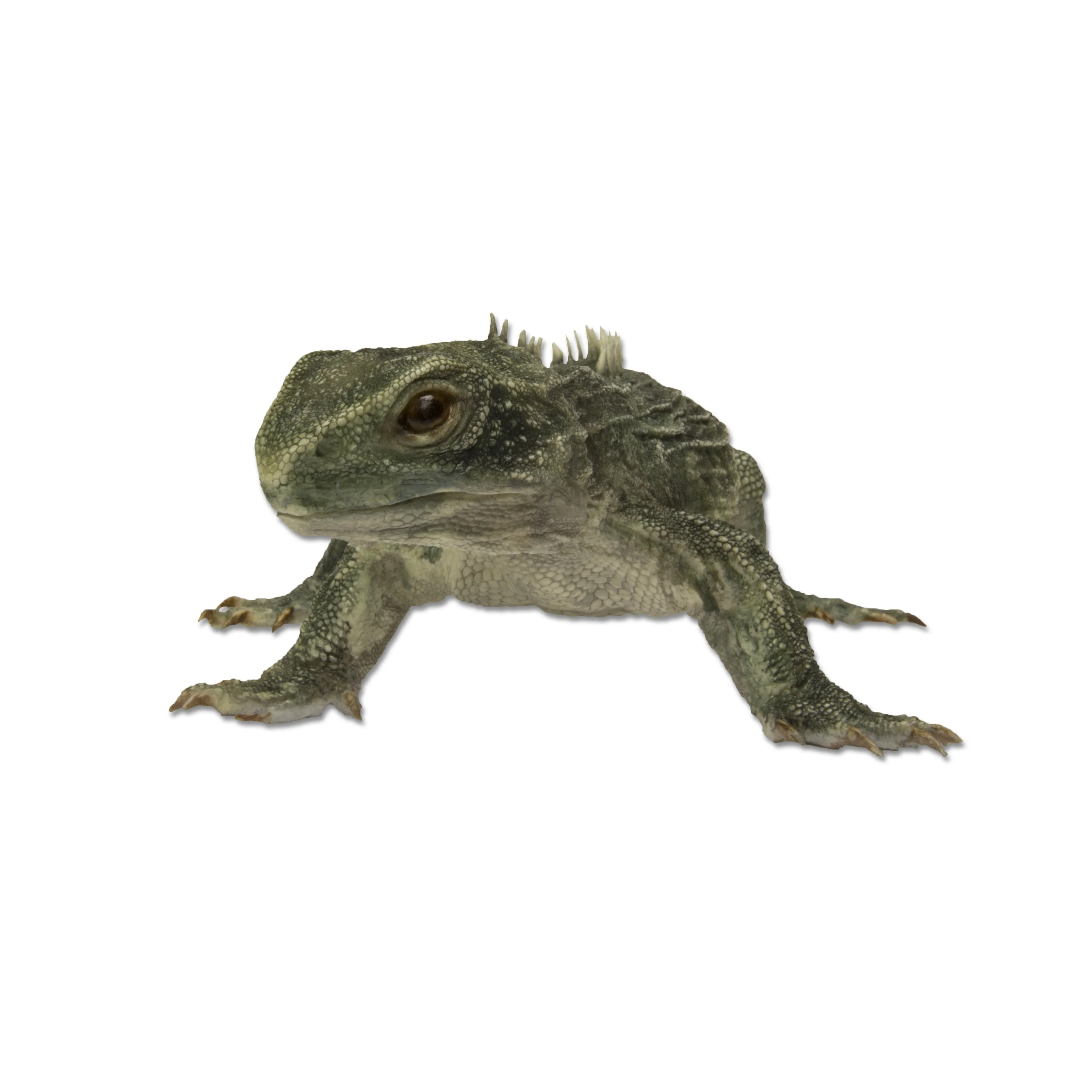 Replica Tuatara Life Cast - Image 3