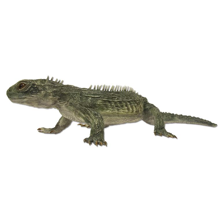Replica Tuatara Life Cast - Image 4