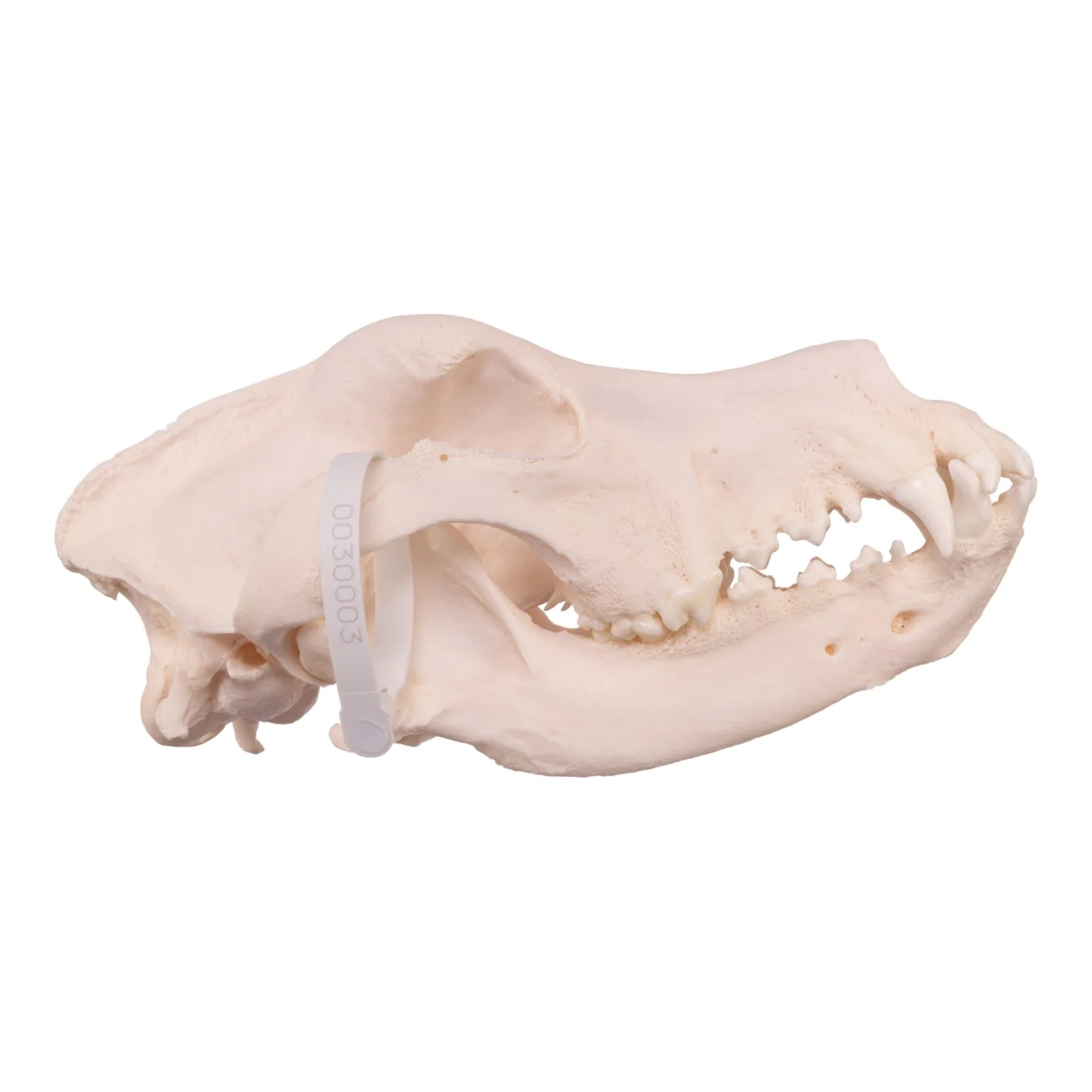 Real Domestic Dog Skull - Great Dane (Periodontal) - Image 2