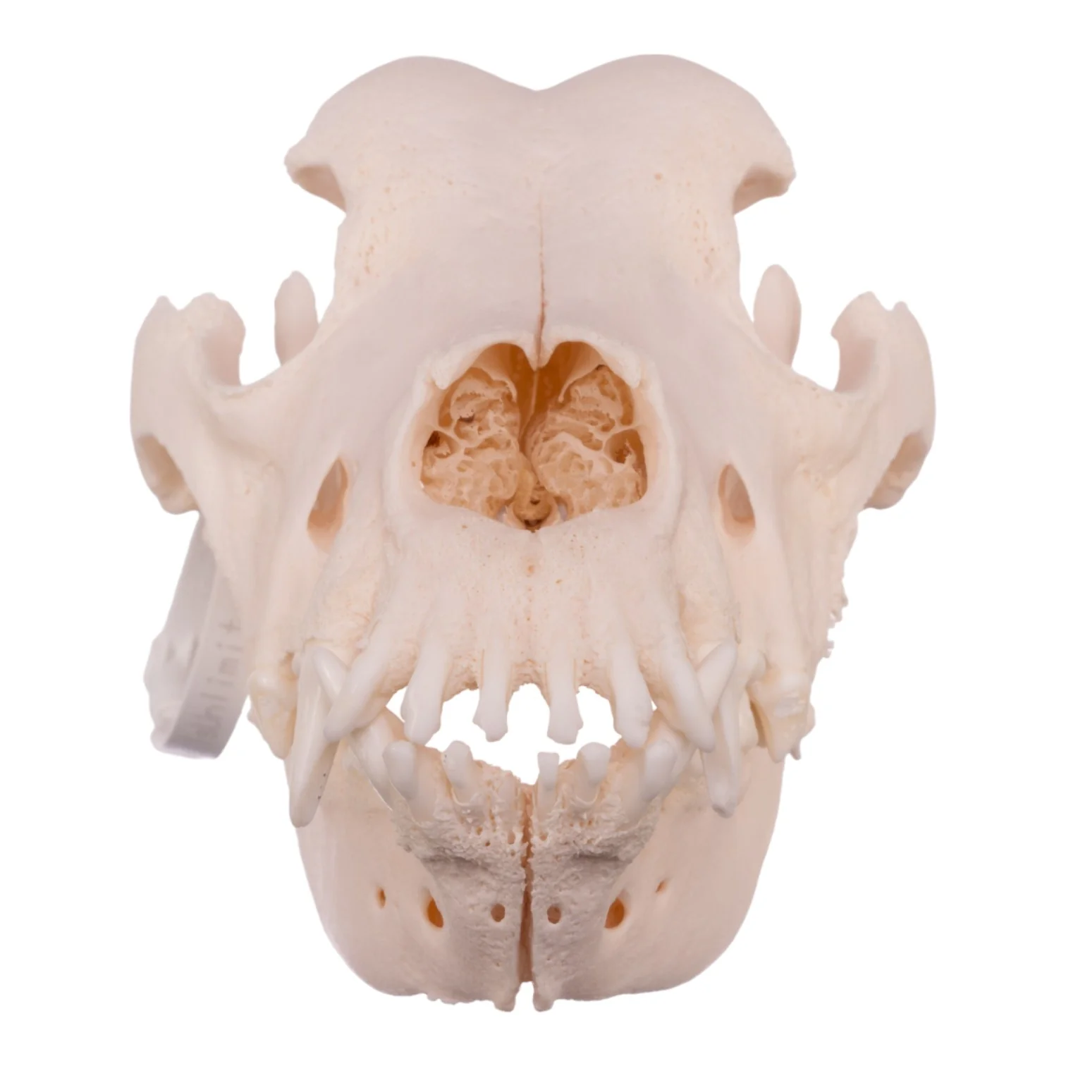 Real Domestic Dog Skull - Great Dane (Periodontal) - Image 3