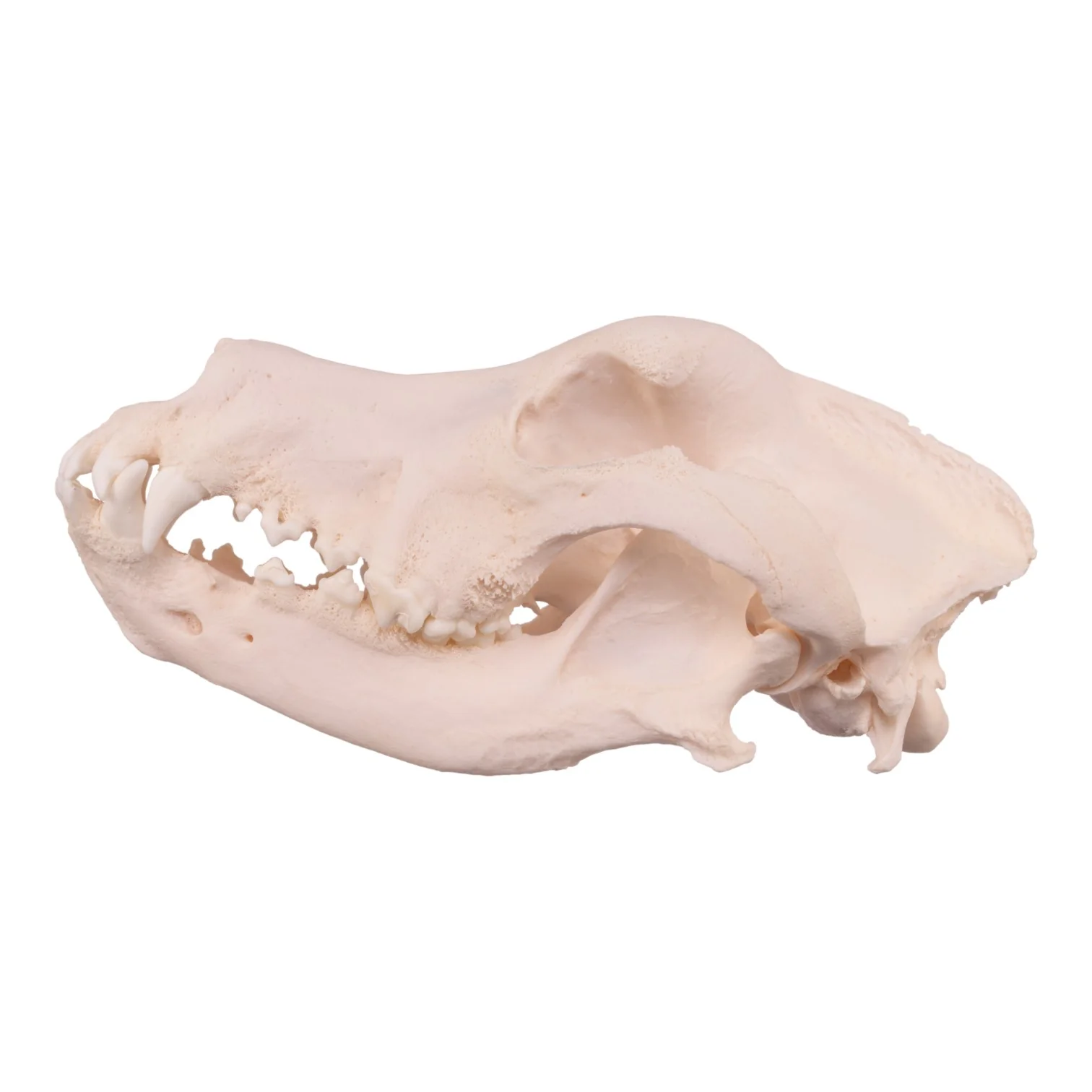 Real Domestic Dog Skull - Great Dane (Periodontal) - Image 4