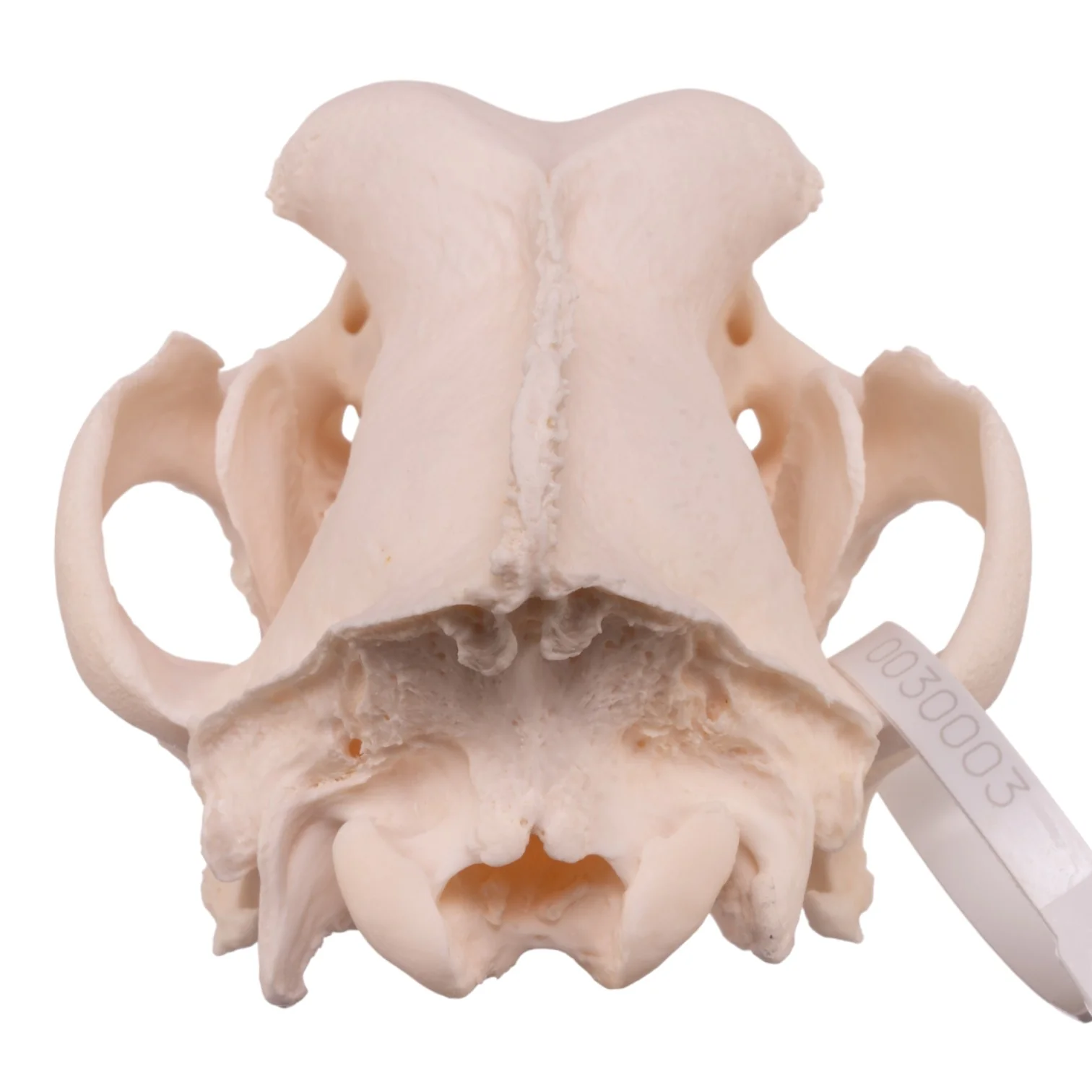 Real Domestic Dog Skull - Great Dane (Periodontal) - Image 5