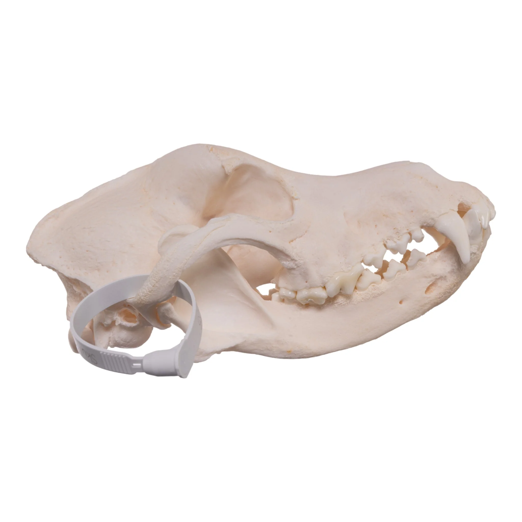 Real Domestic Dog Skull - Alaskan Malamute - Image 2