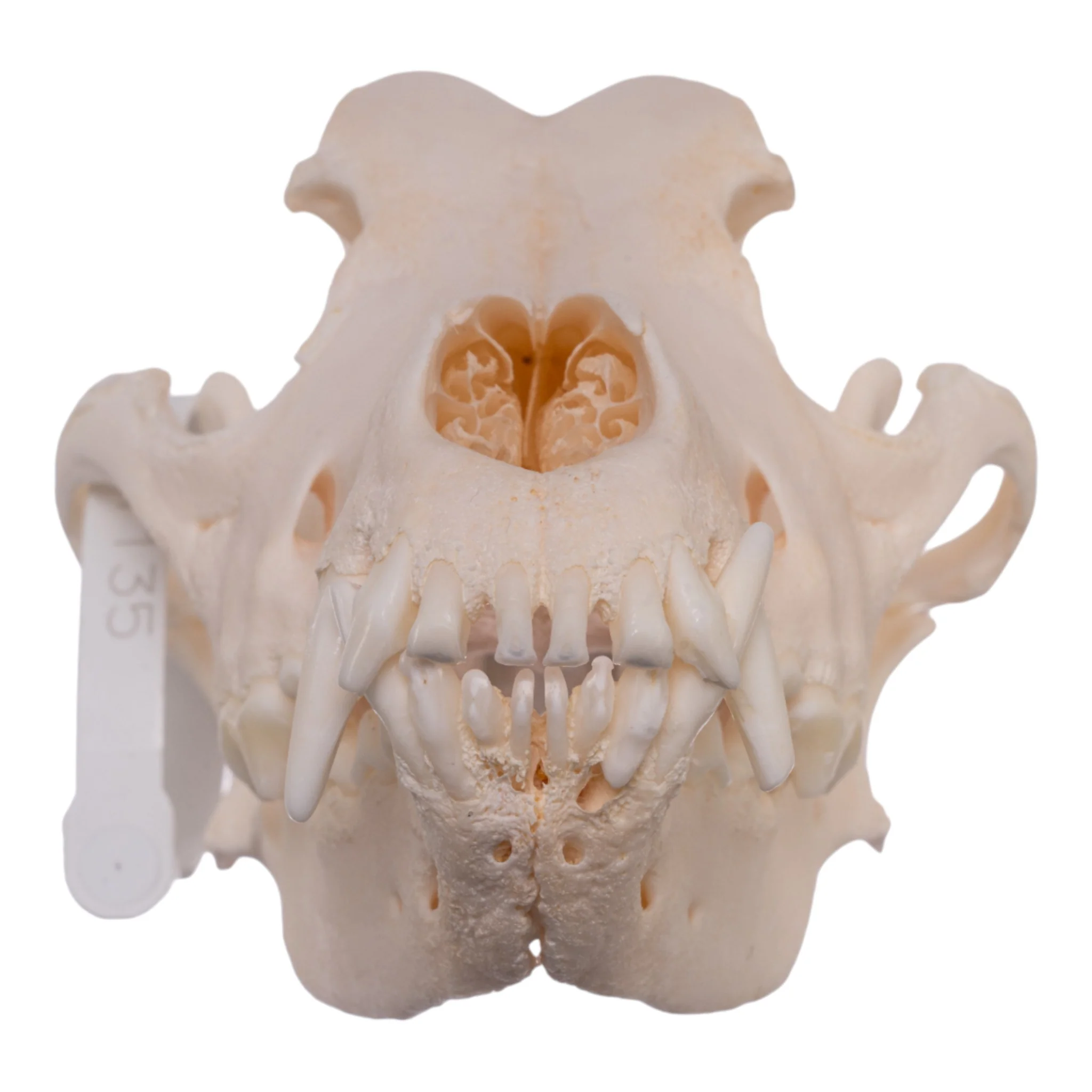 Real Domestic Dog Skull - Alaskan Malamute - Image 3
