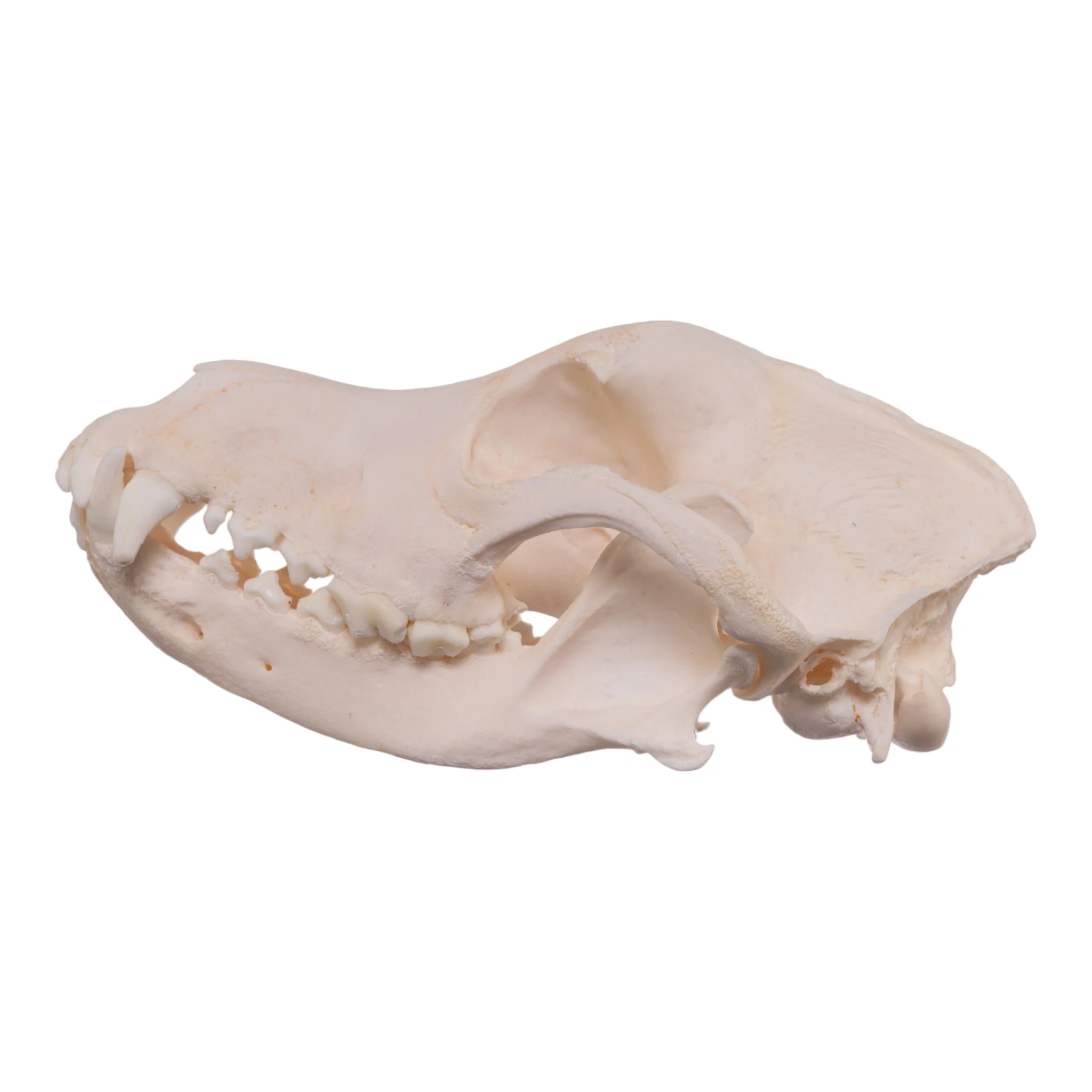 Real Domestic Dog Skull - Alaskan Malamute - Image 4