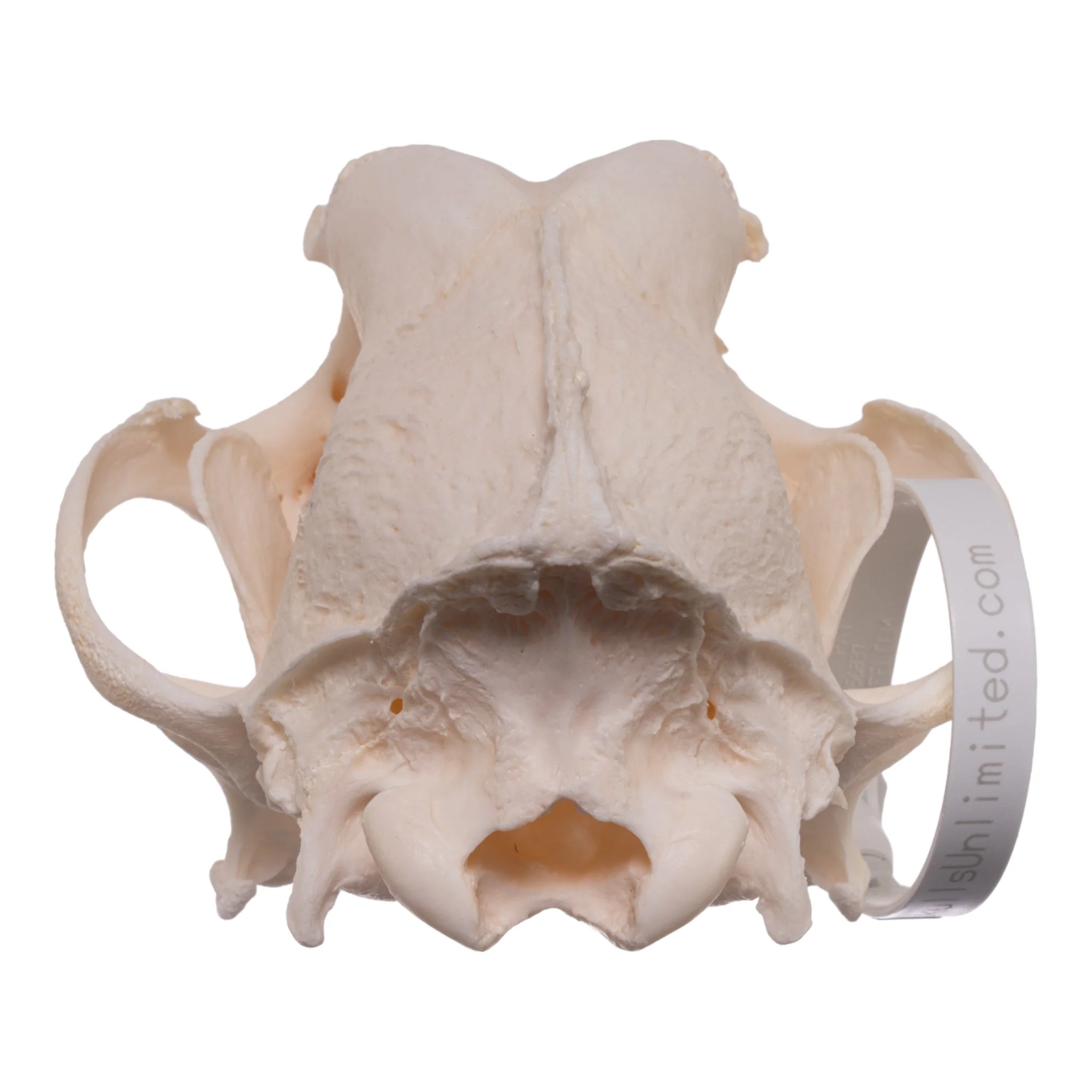 Real Domestic Dog Skull - Alaskan Malamute - Image 5
