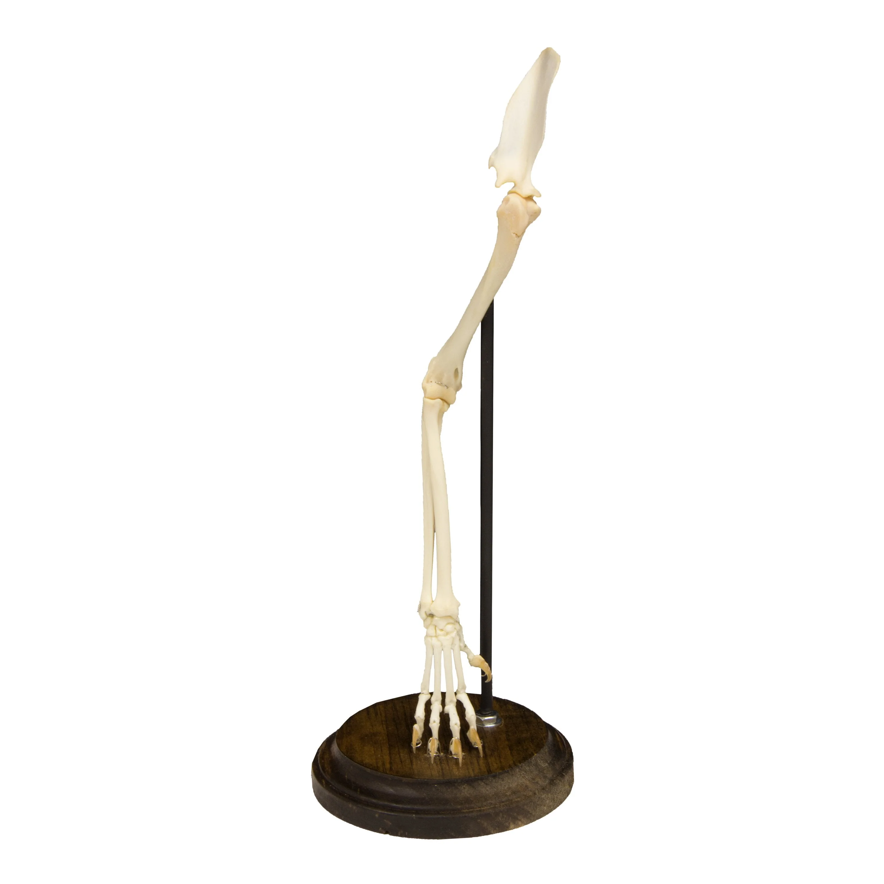 Real Domestic Cat Forelimb - Articulated - Image 3