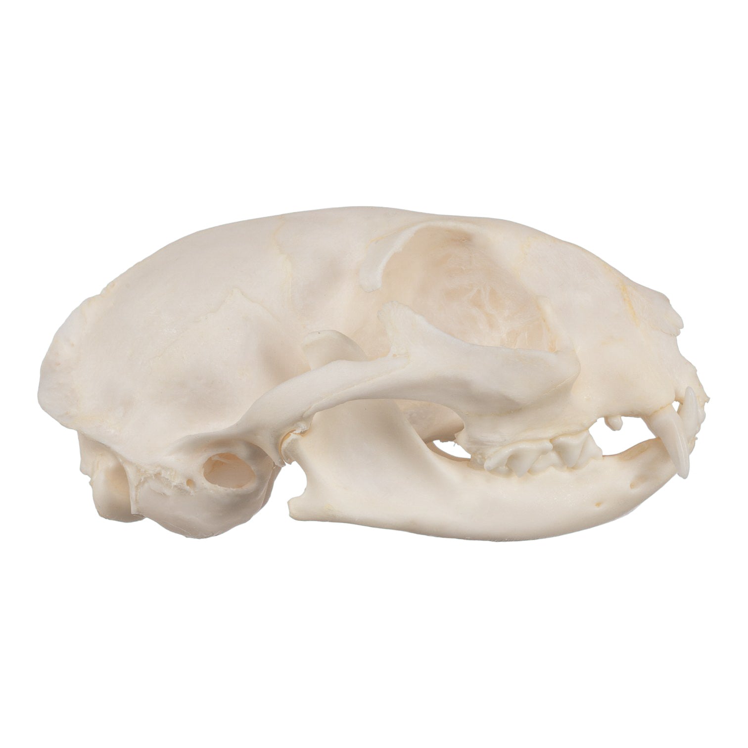 Real Domestic Cat Skull - Image 2