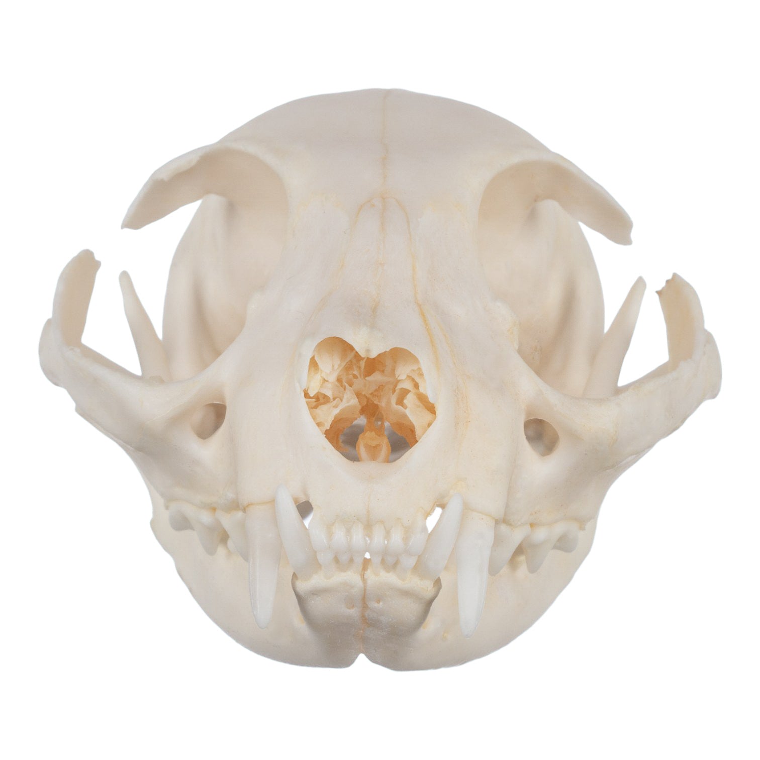 Real Domestic Cat Skull - Image 3