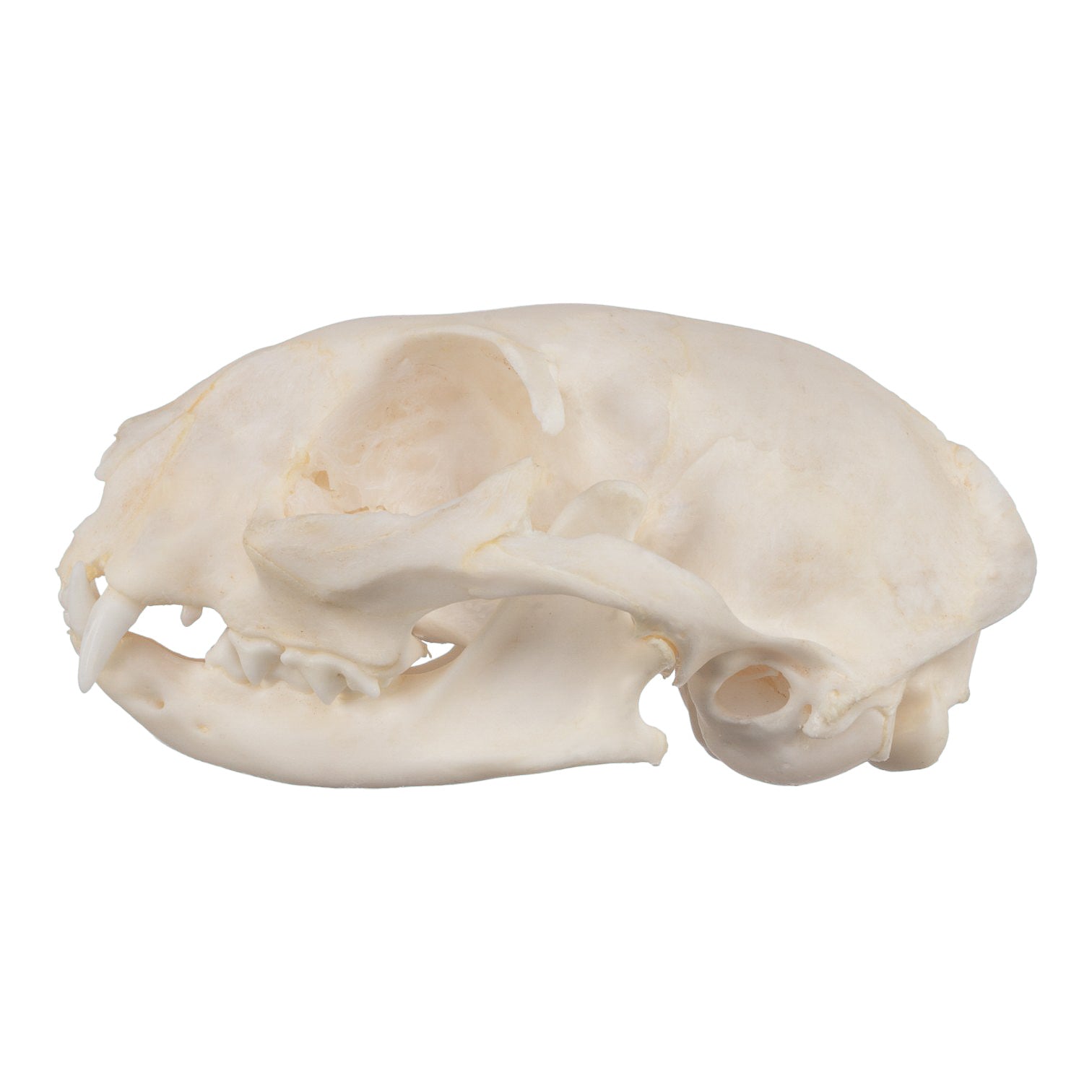 Real Domestic Cat Skull - Image 4