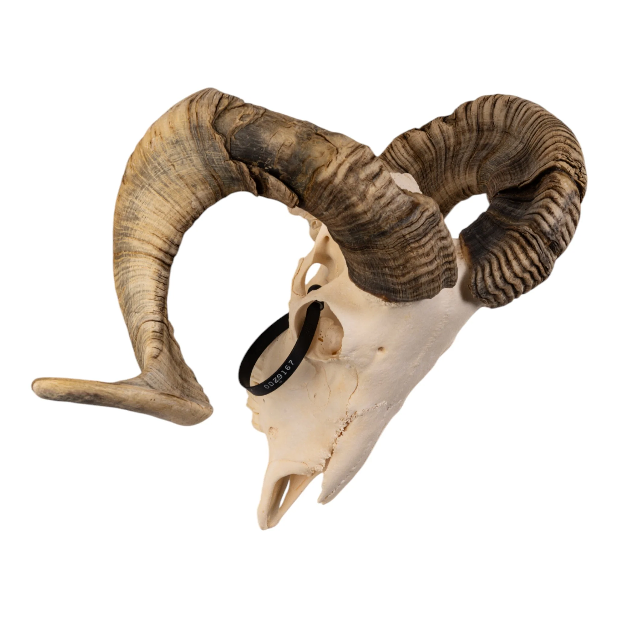Real Domestic Ram Skull - Image 2