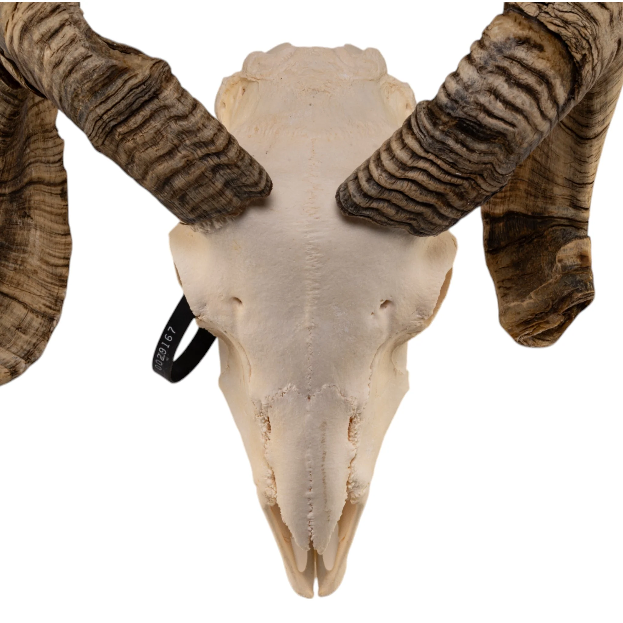 Real Domestic Ram Skull - Image 3