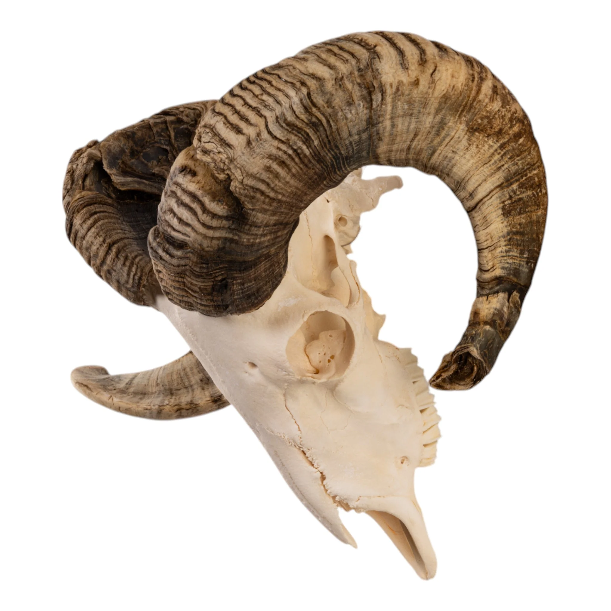 Real Domestic Ram Skull - Image 4