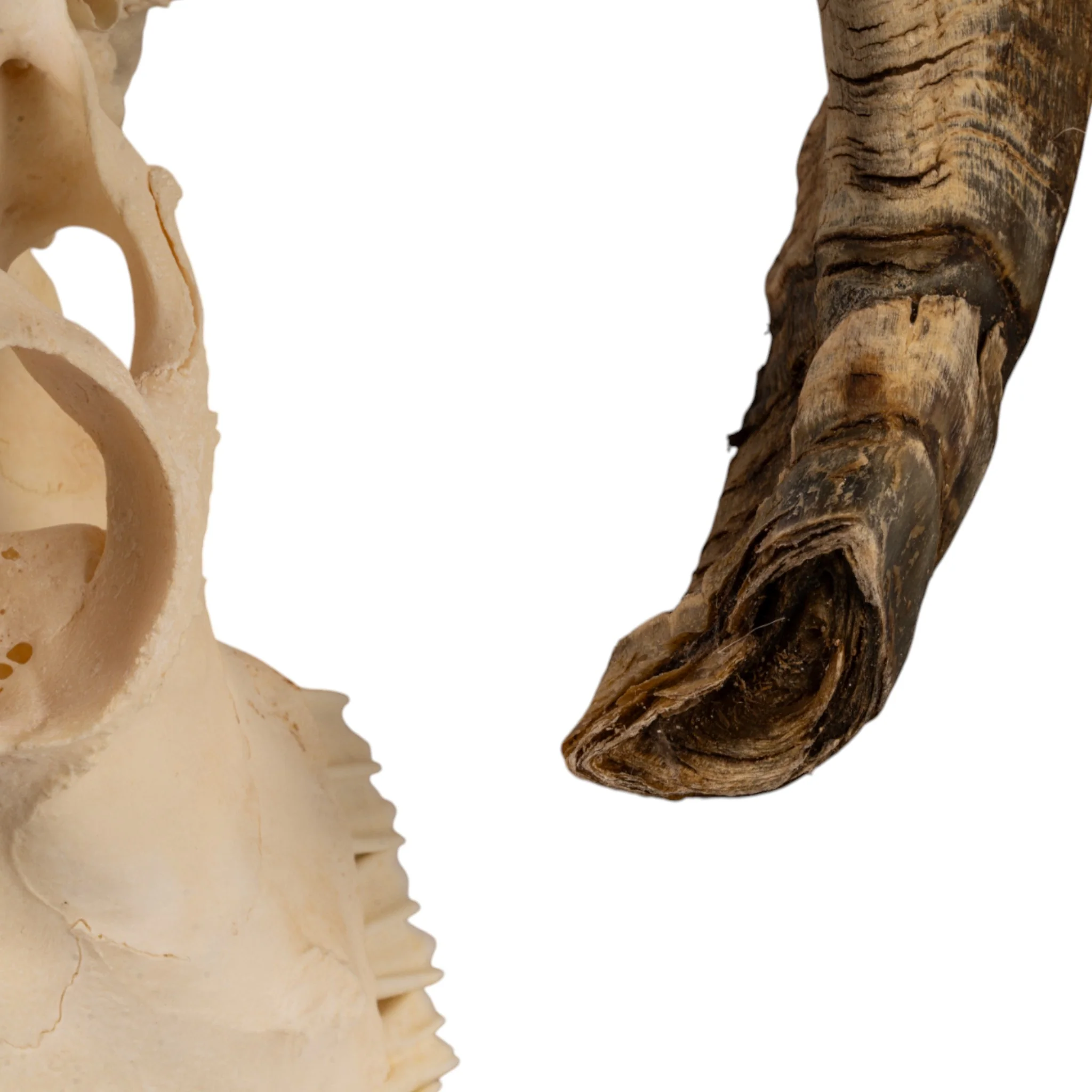 Real Domestic Ram Skull - Image 5