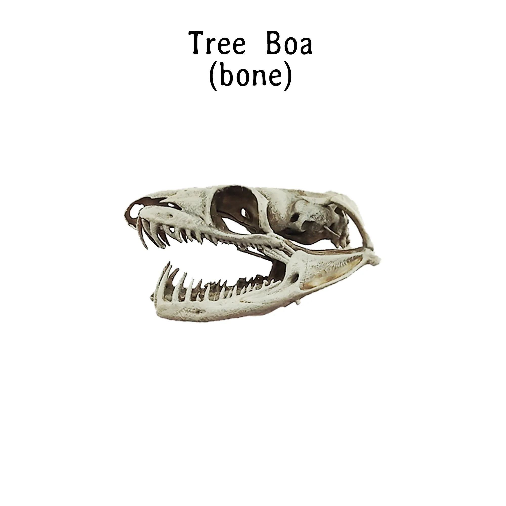 Emerald Tree Boa Snake Skull Replica - Image 3