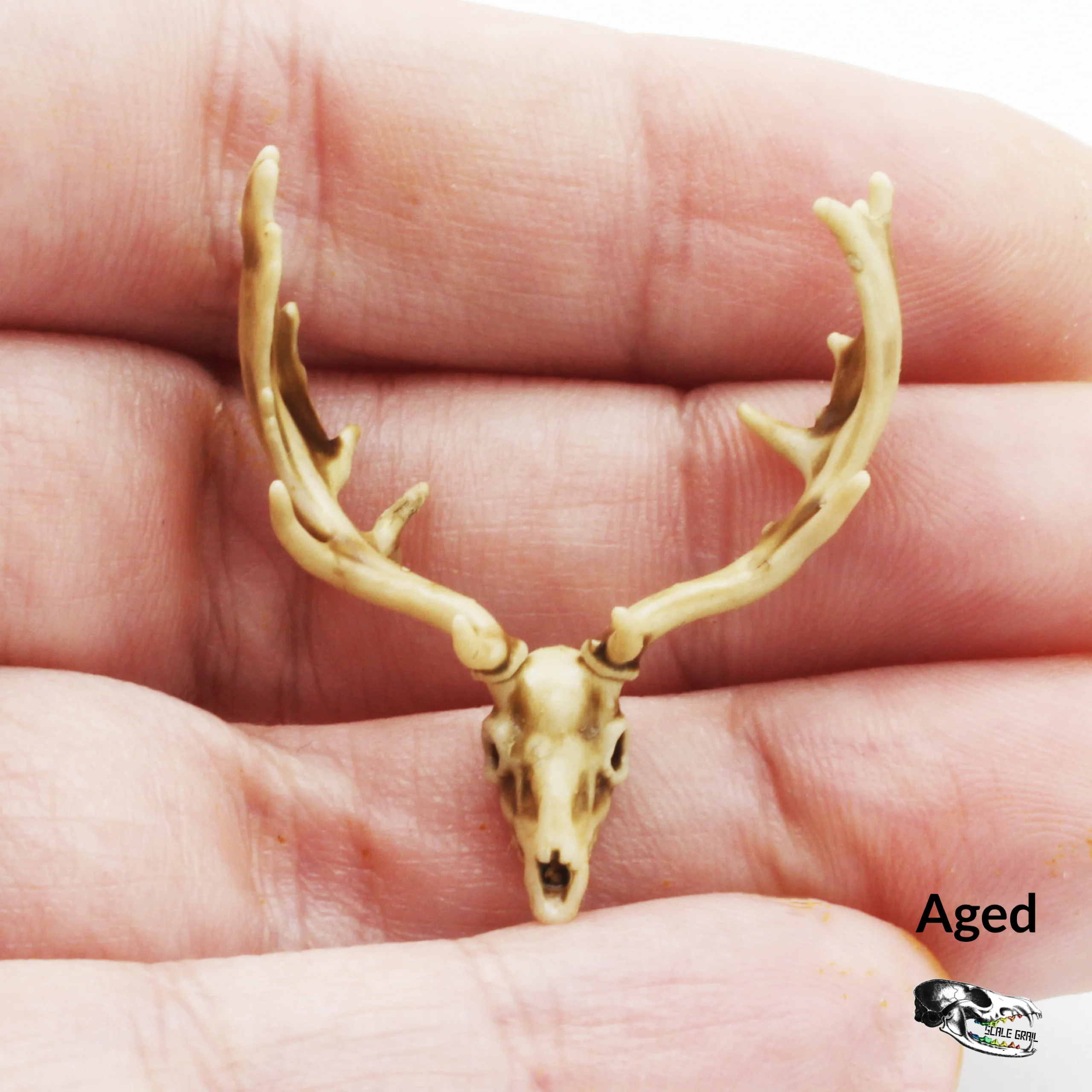 Fallow Deer Skull Replica - 1:24 Scale - Image 4