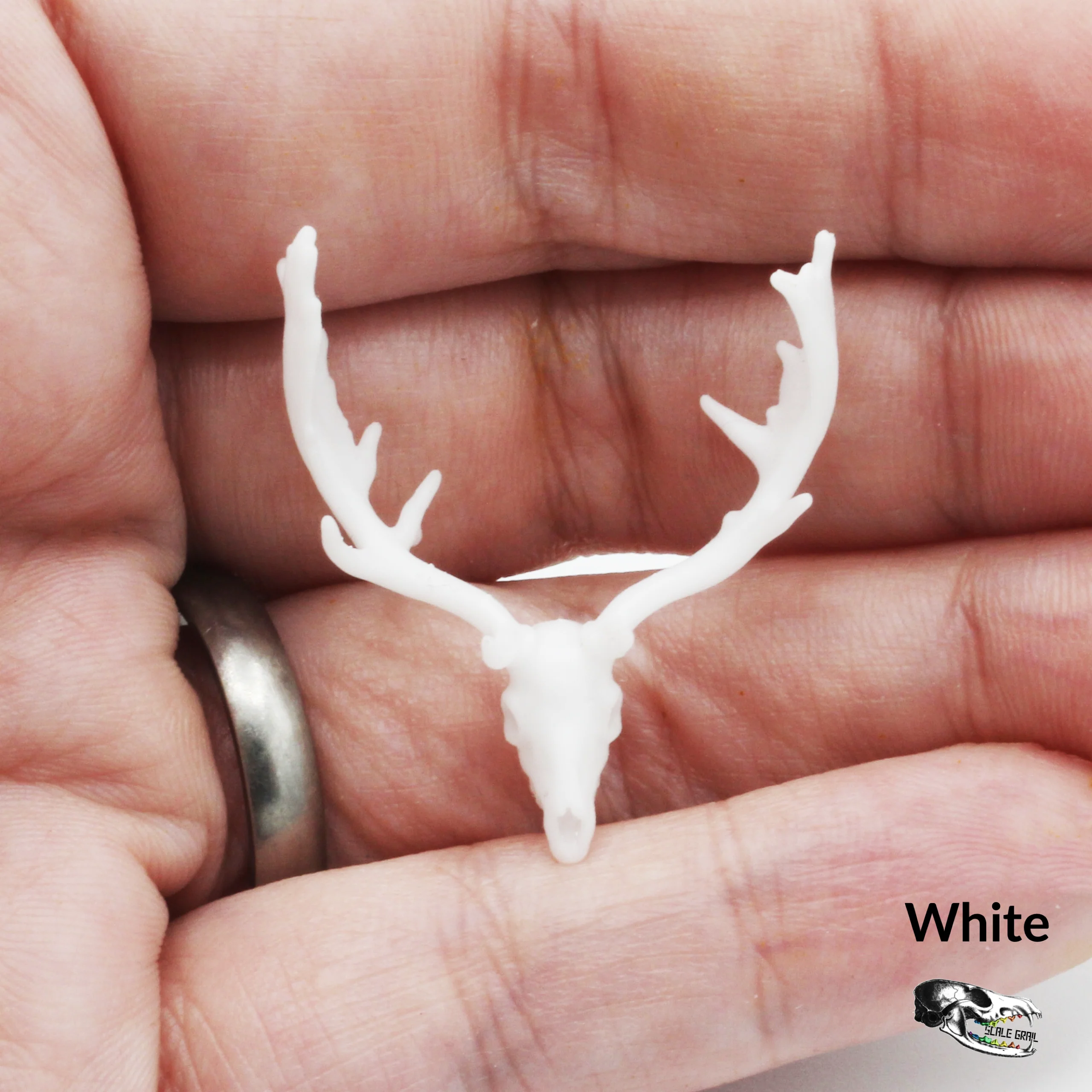 Fallow Deer Skull Replica - 1:24 Scale - Image 5