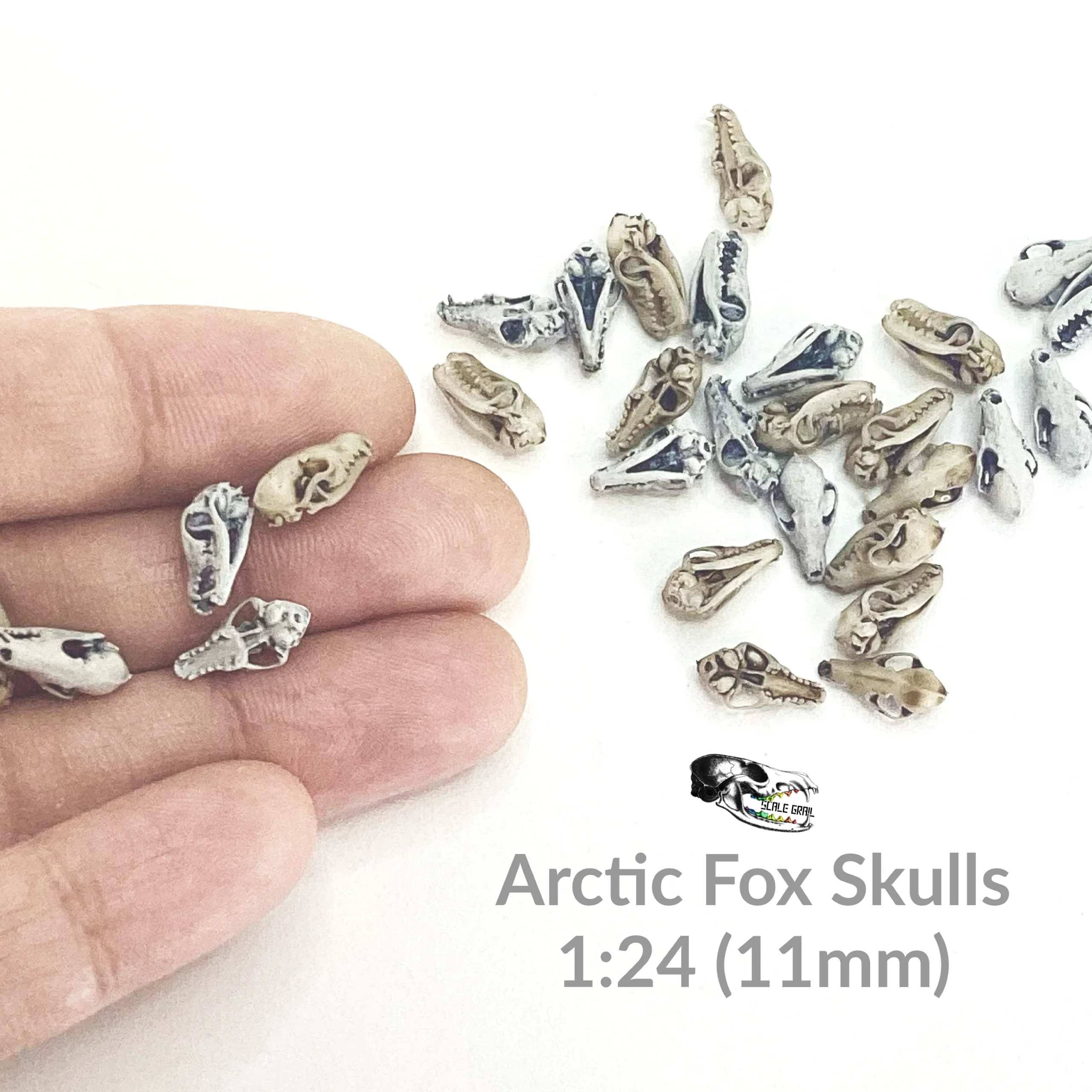 Arctic Fox Skull Replica - 1:24 Scale