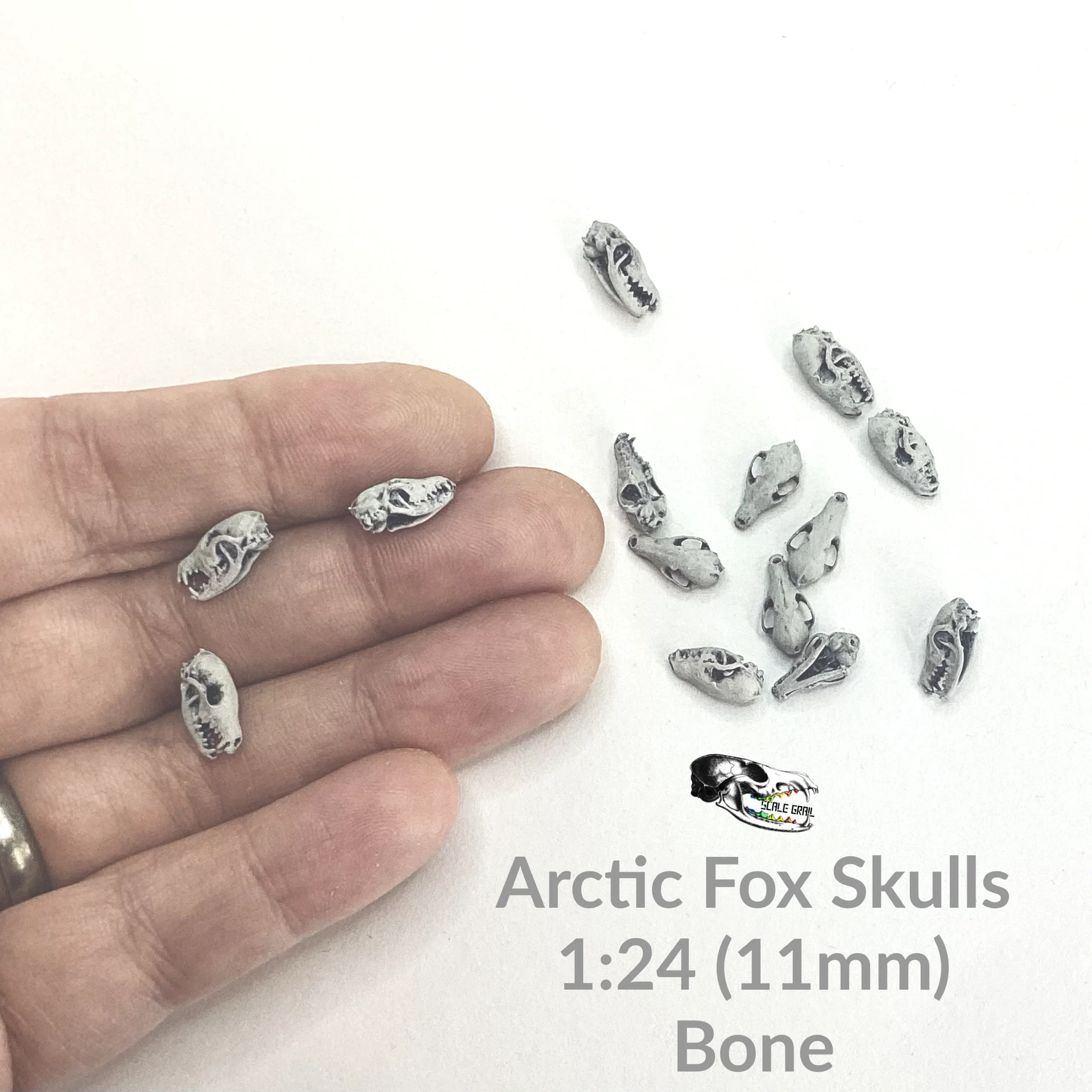 Arctic Fox Skull Replica - 1:24 Scale - Image 2