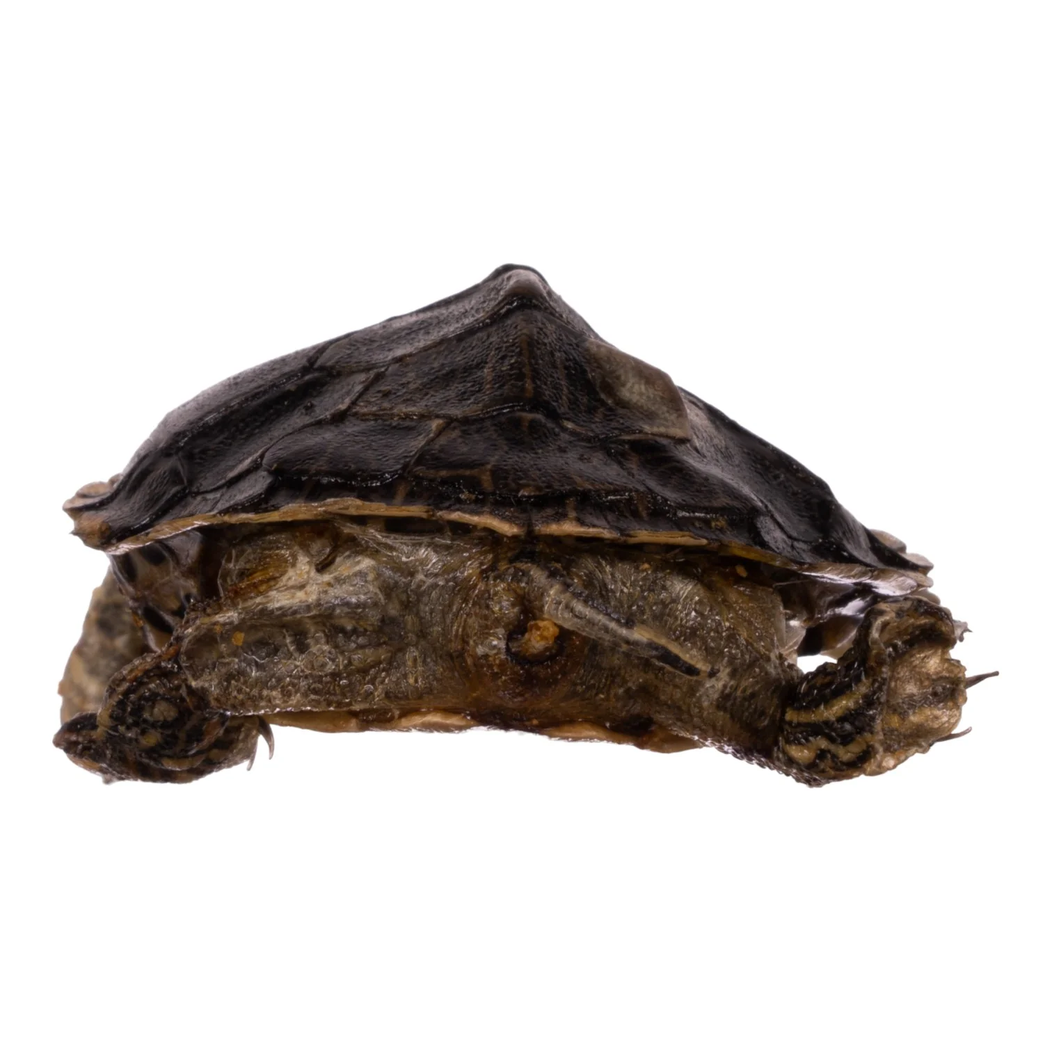 Real Freeze-dried Turtle - Image 12