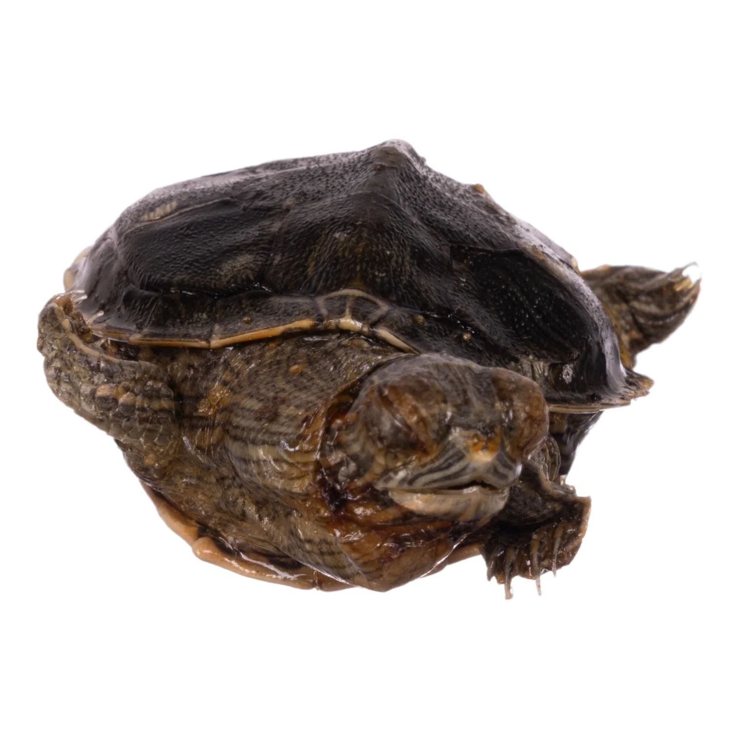 Real Freeze-dried Turtle - Image 4