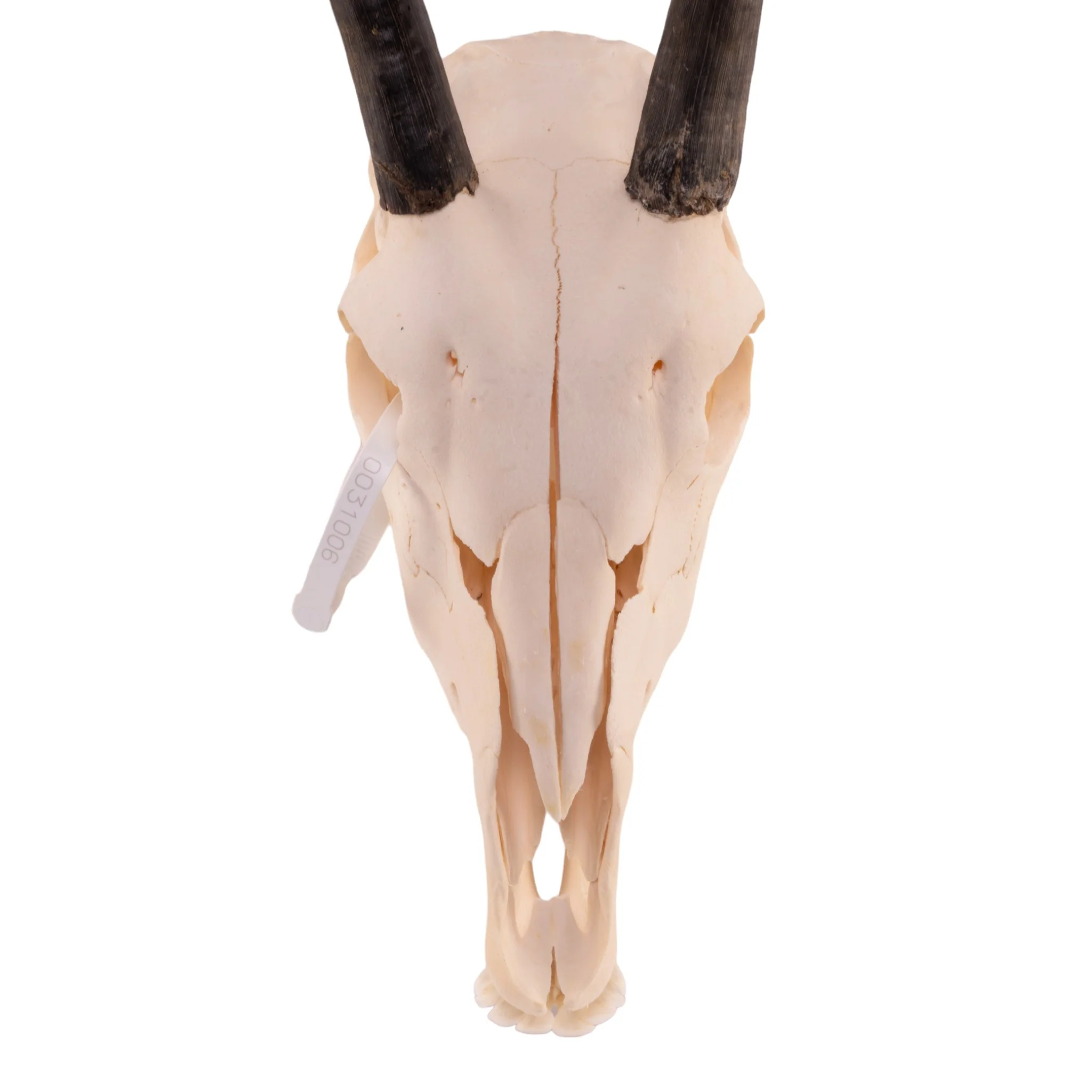 Real Gemsbok Skull with Jaw - Juvenile - Image 3