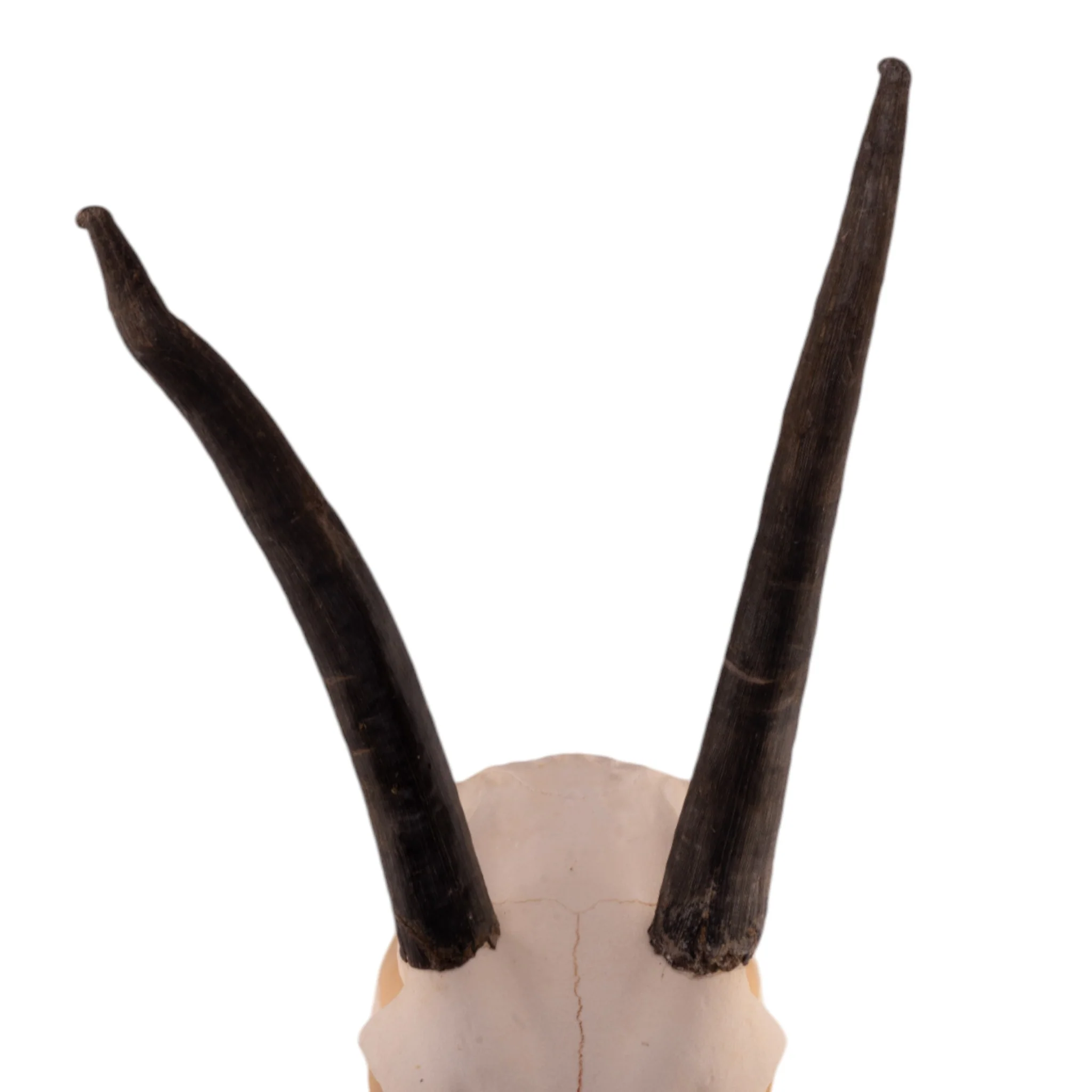 Real Gemsbok Skull with Jaw - Juvenile - Image 8