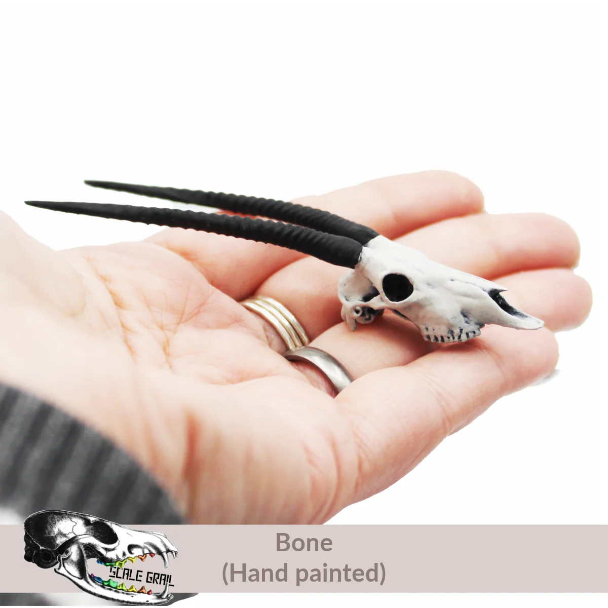 Gemsbok Skull Replica - Image 3