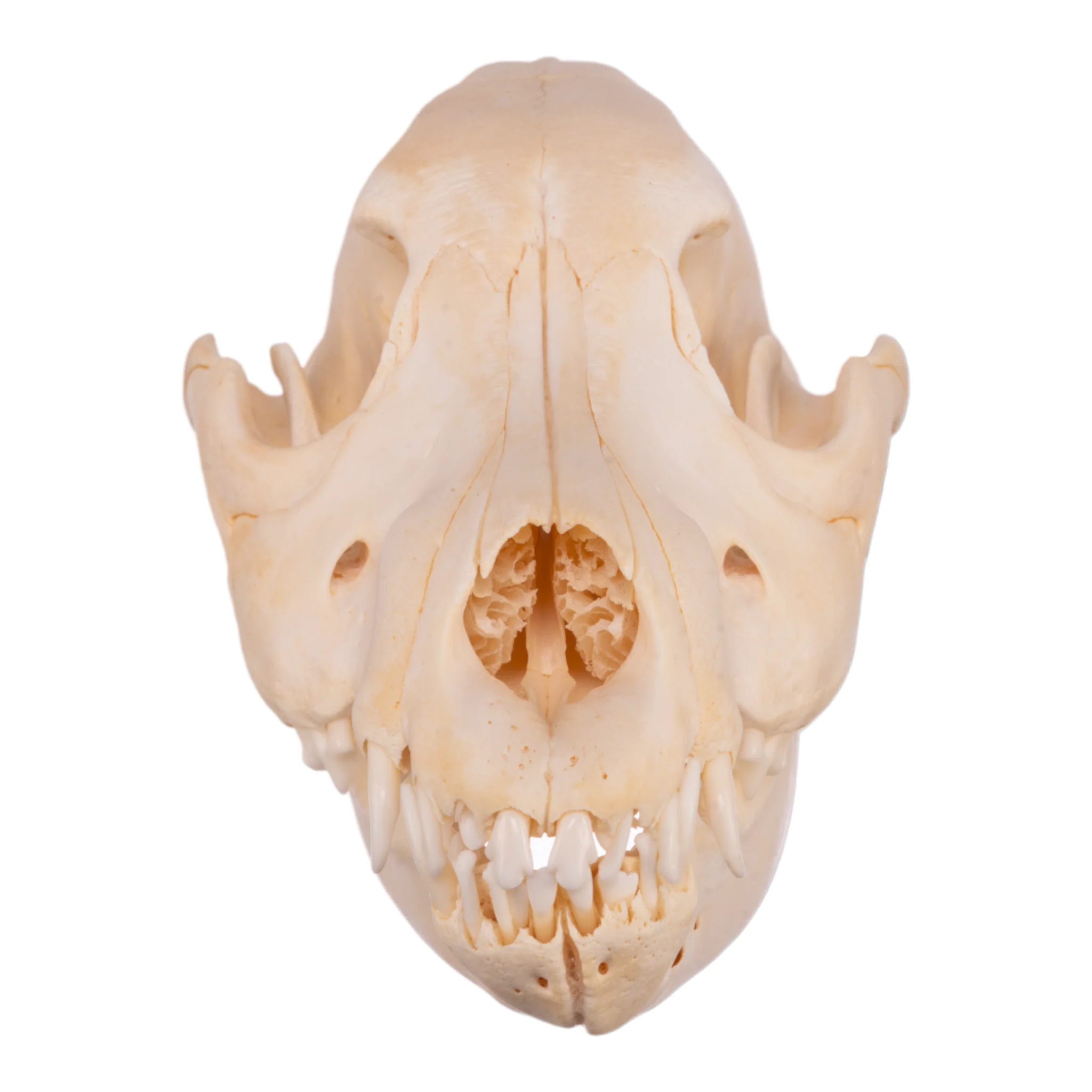 Real Domestic Dog Skull - German Shepherd Puppy - Image 3