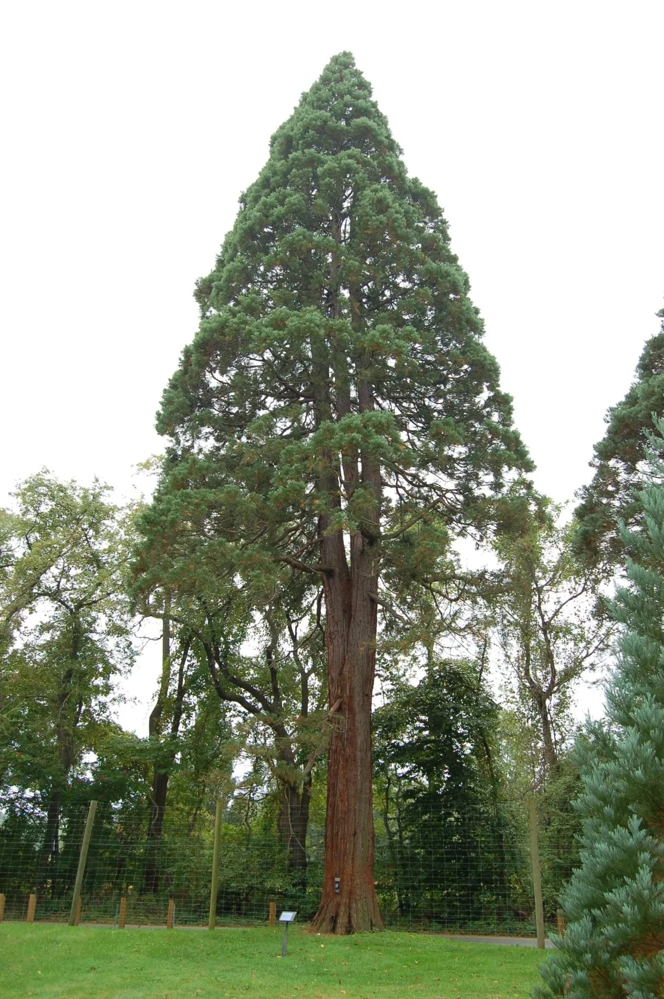 Giant Sequoia Seeds