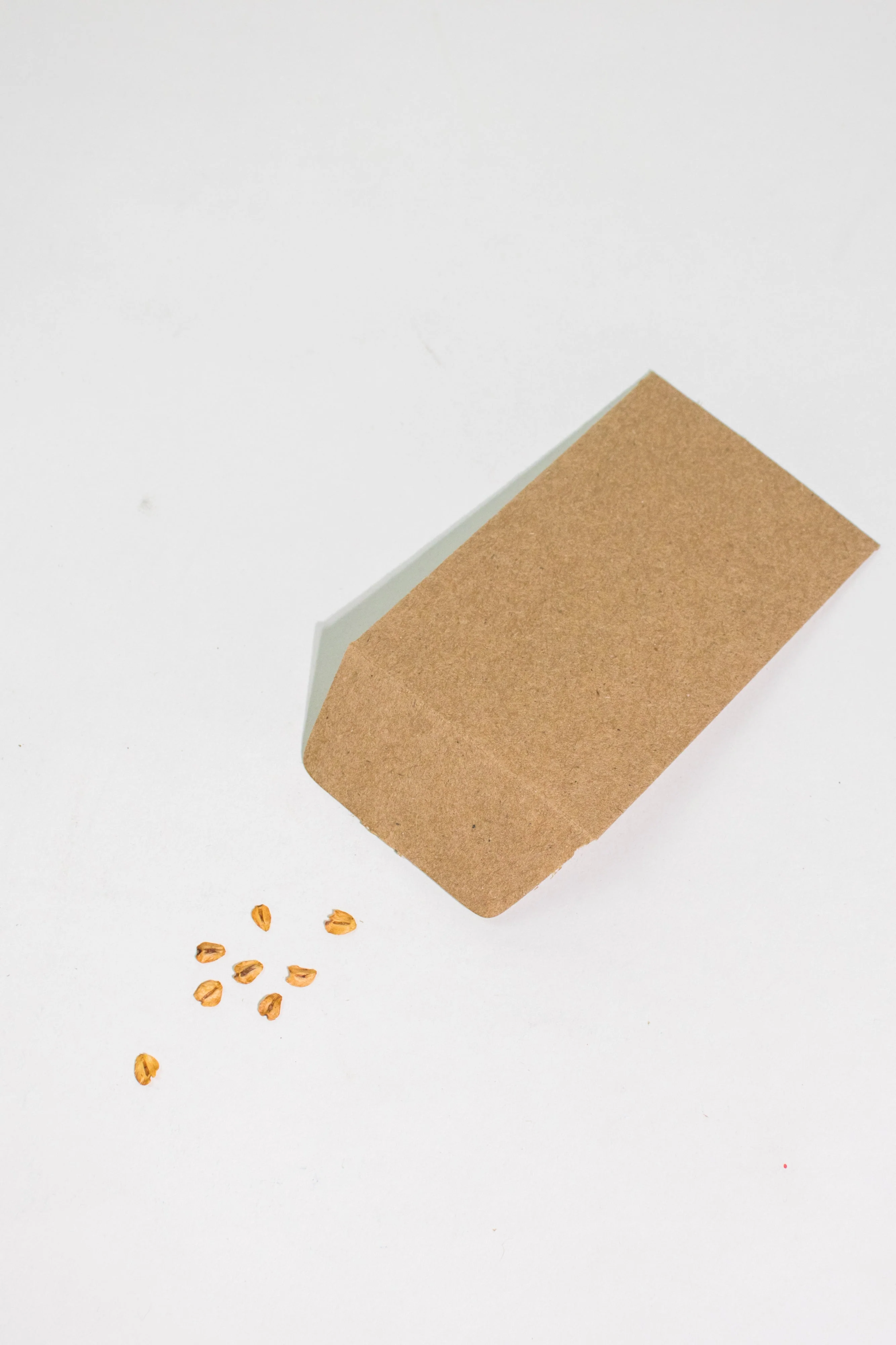 Giant Sequoia Seeds - Image 2