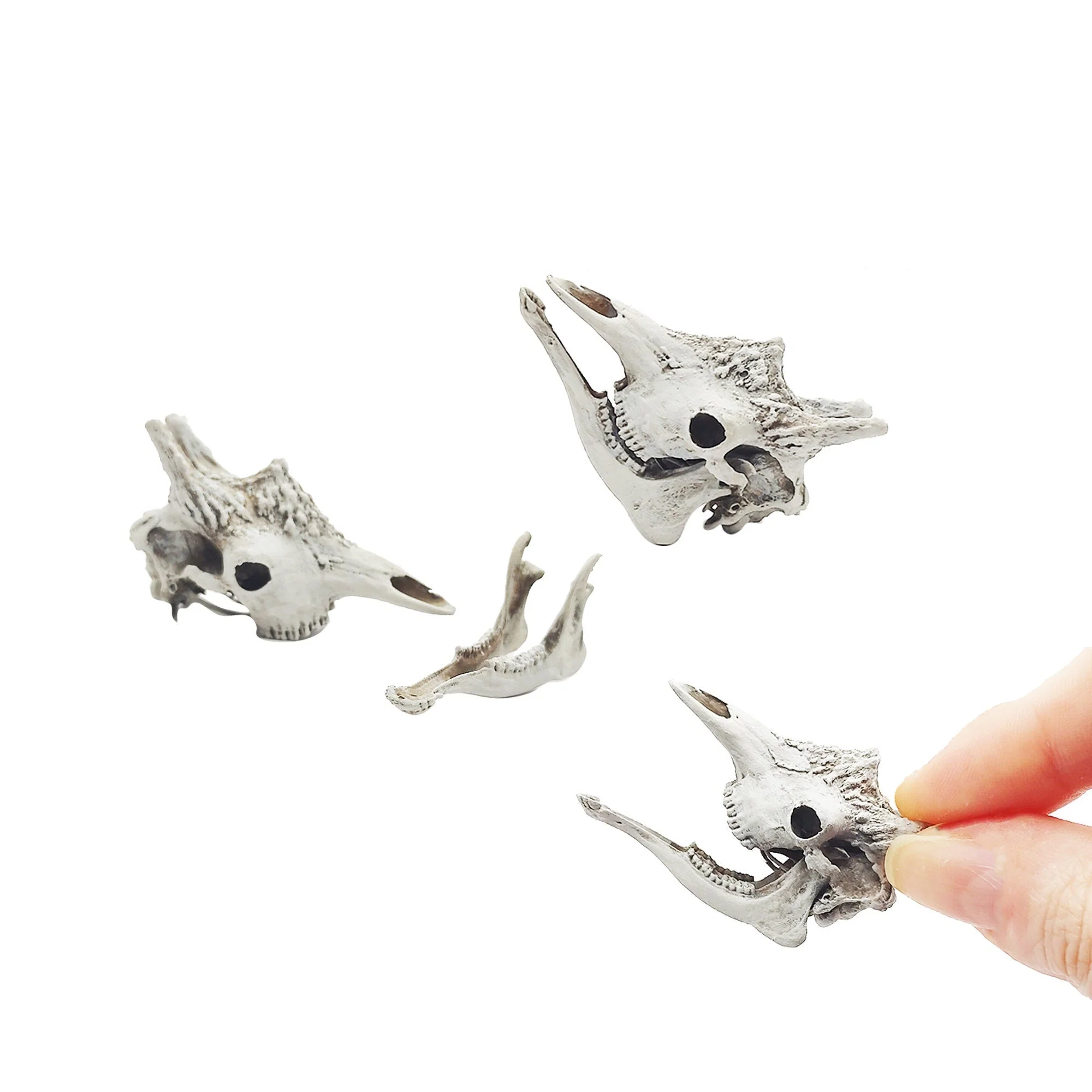 Giraffe Skull Replica - 1:12 Scale - Image 2
