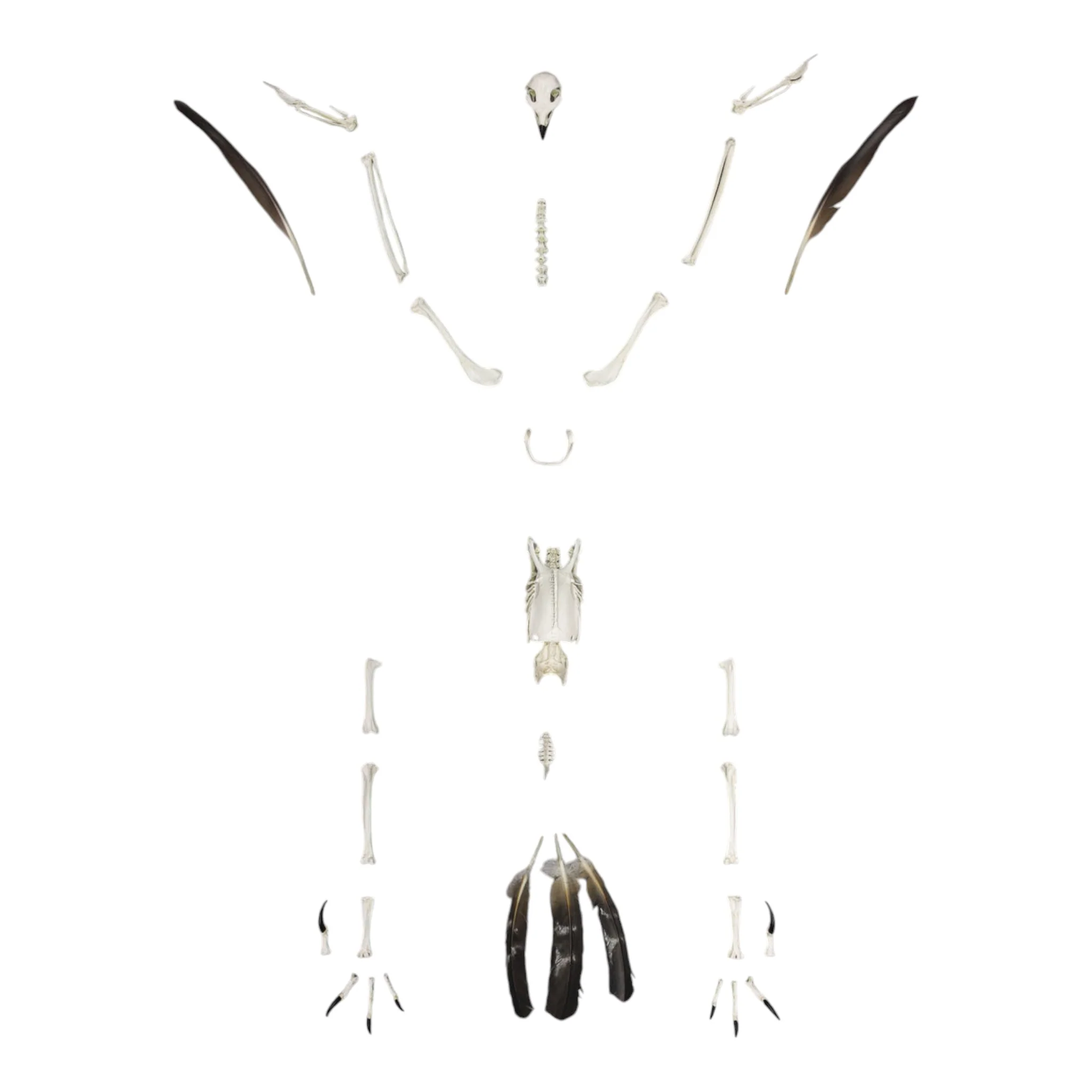 Replica Golden Eagle Skeleton - Image 2