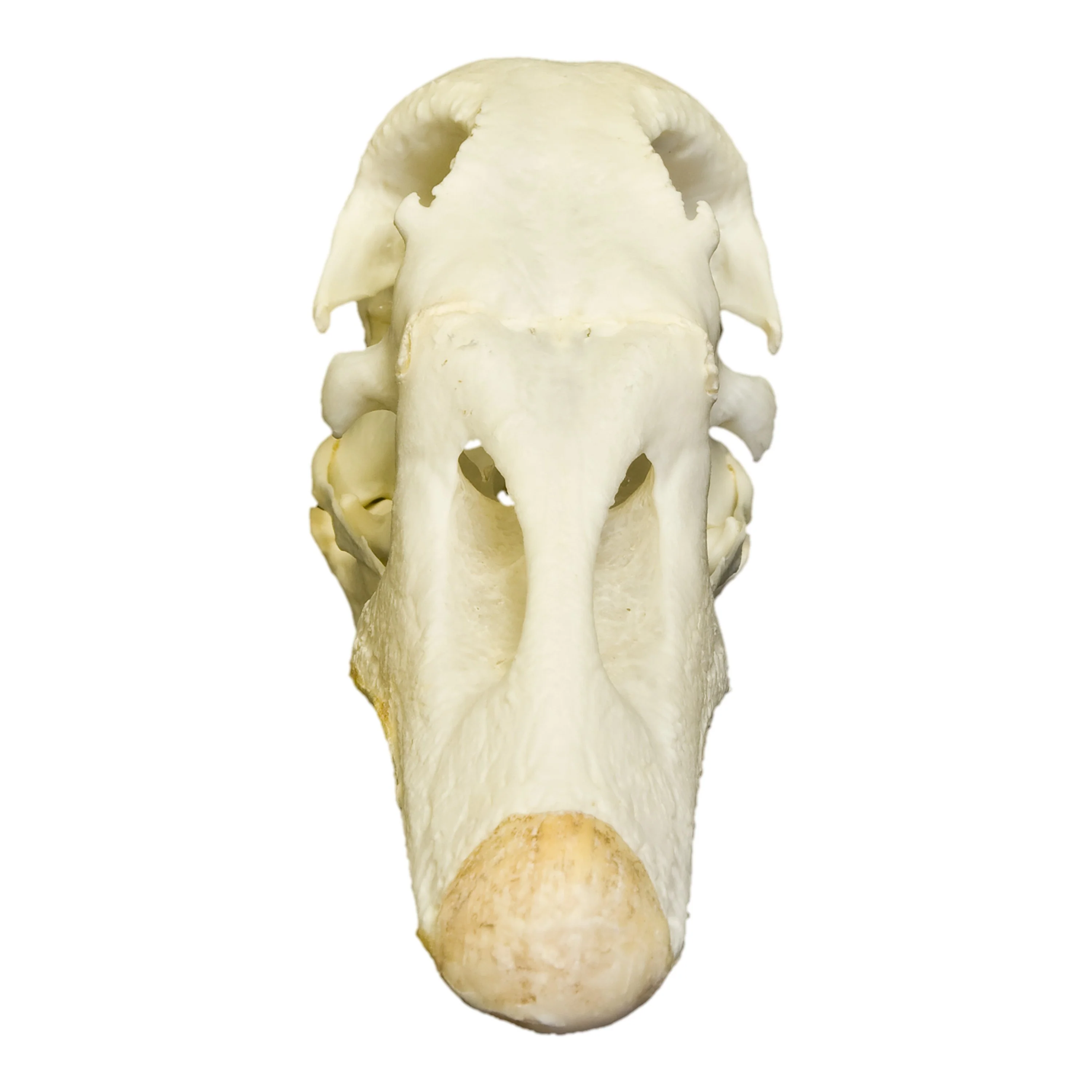 Real Domestic Goose Skull - Image 3