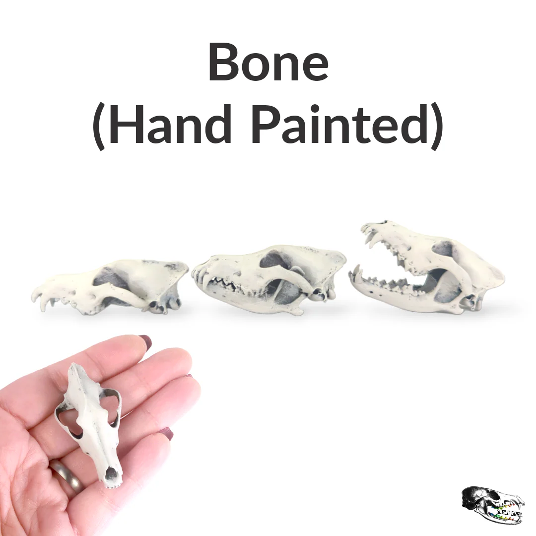 Gray Wolf Skull Replica - 1:6 Scale - Image 3