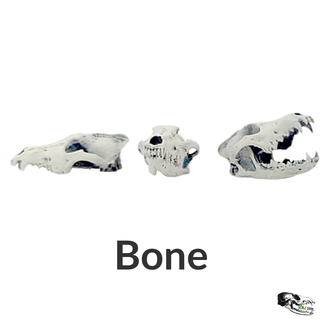 Gray Wolf Skull Replica - 1:12 Scale - Image 2