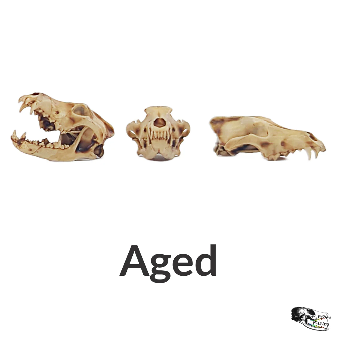 Gray Wolf Skull Replica - 1:12 Scale - Image 3
